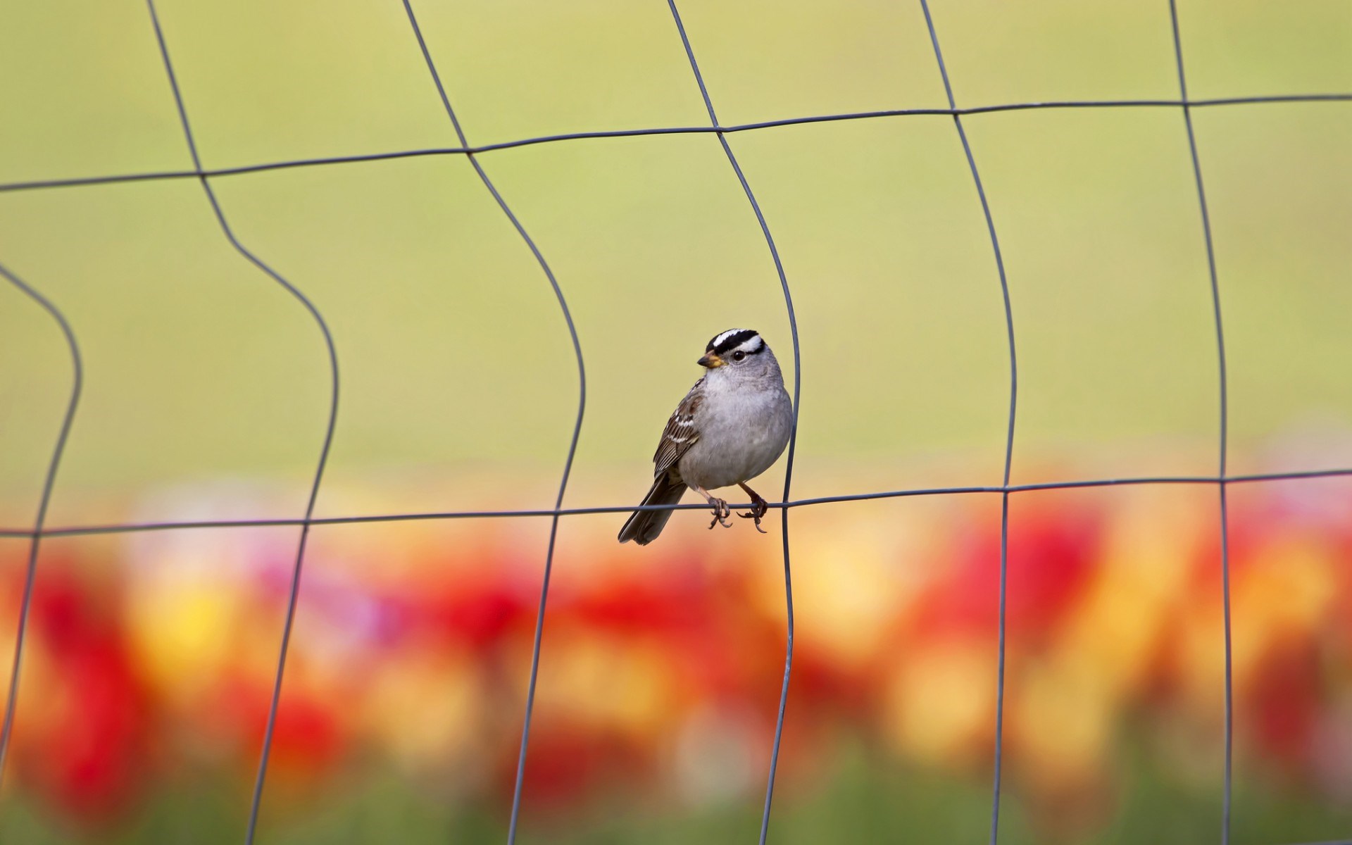 Fence Wire Bird