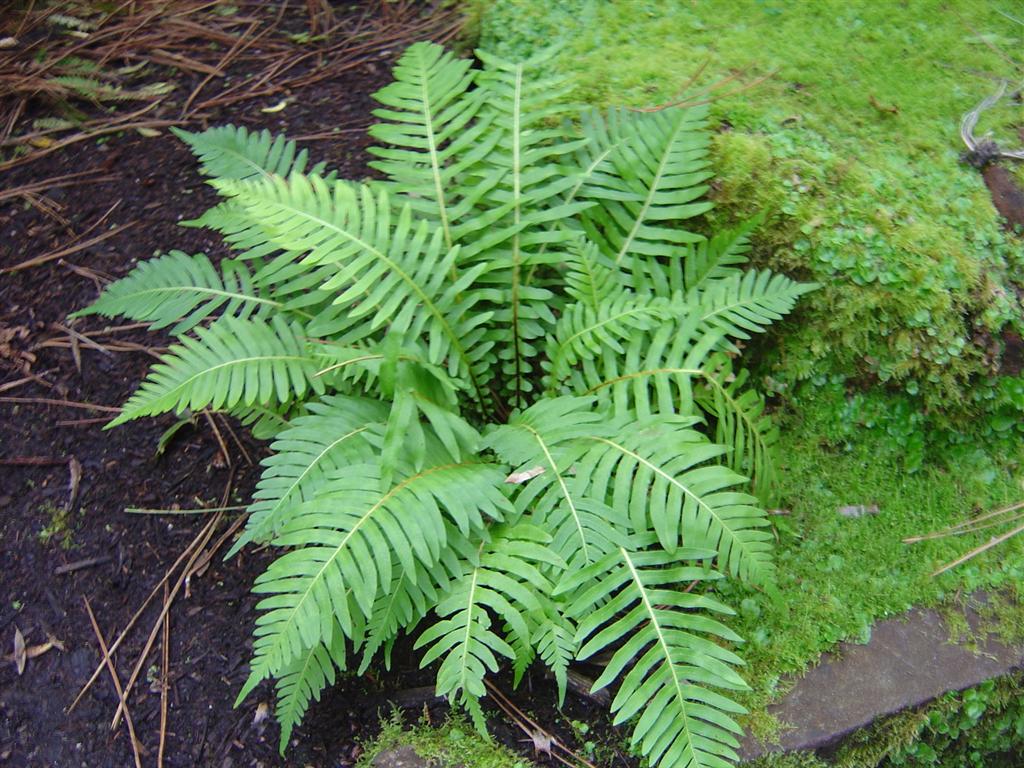 Fern Pictures