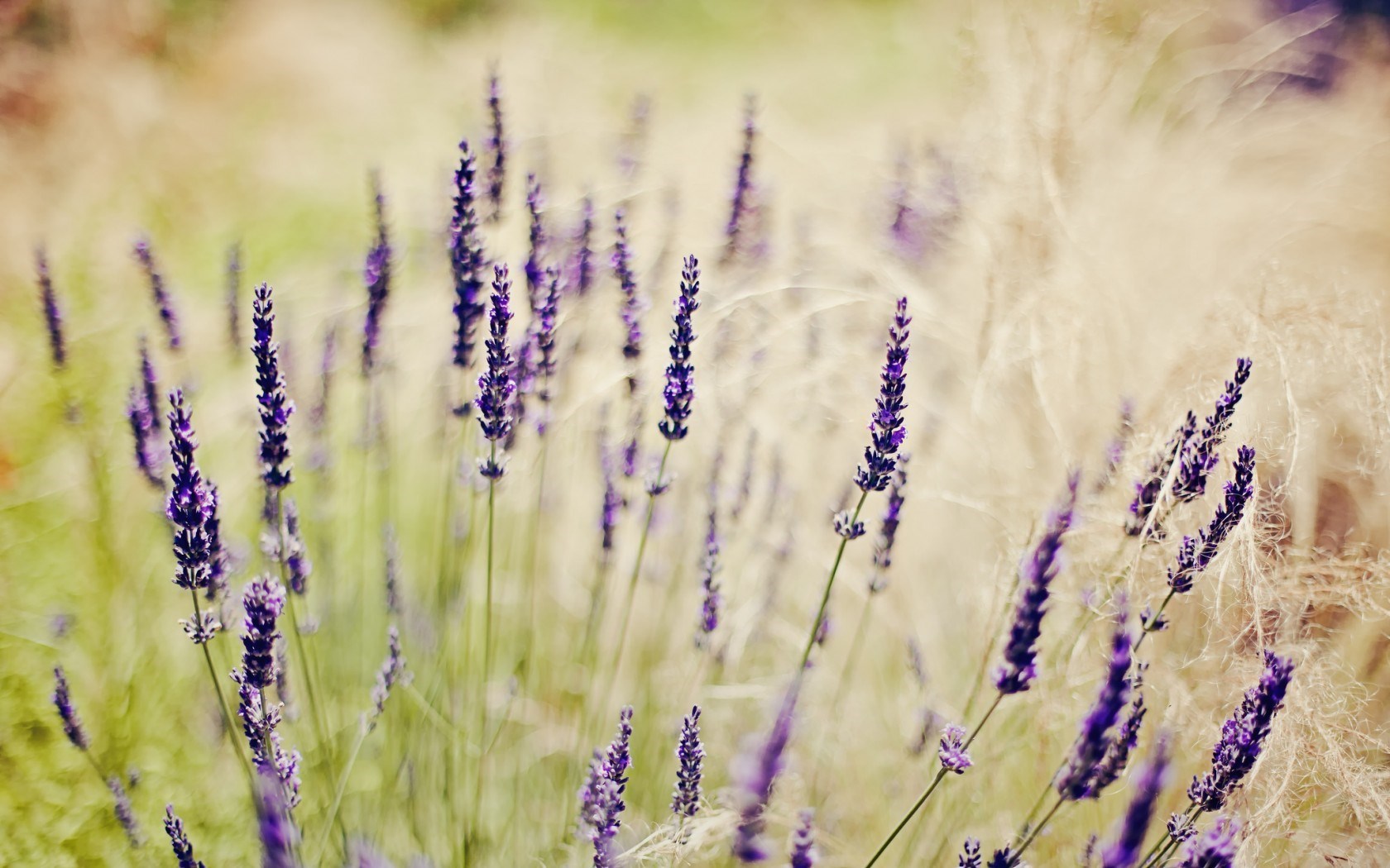 Field Grass Flowers Lavender