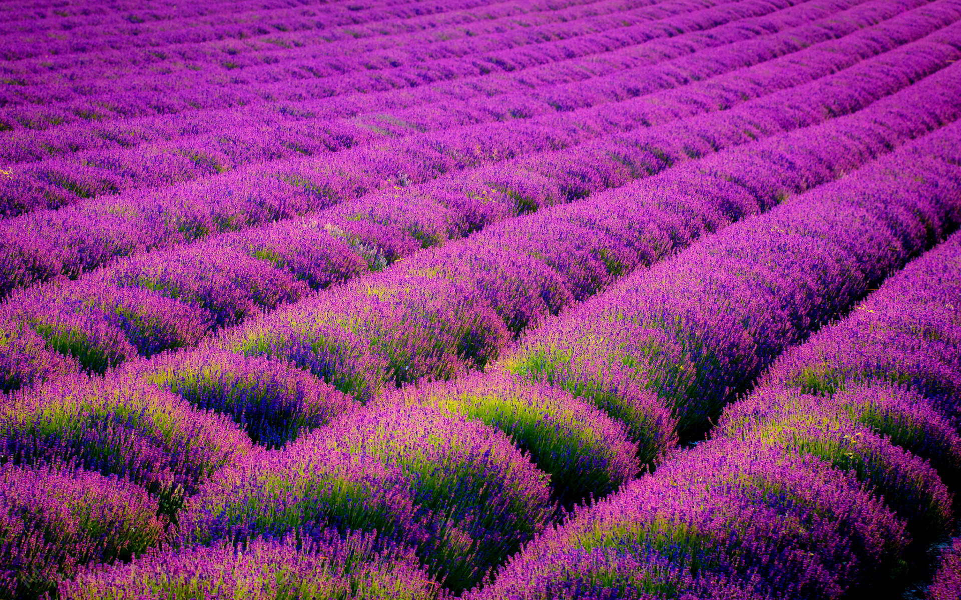 Field Lavender Flowers