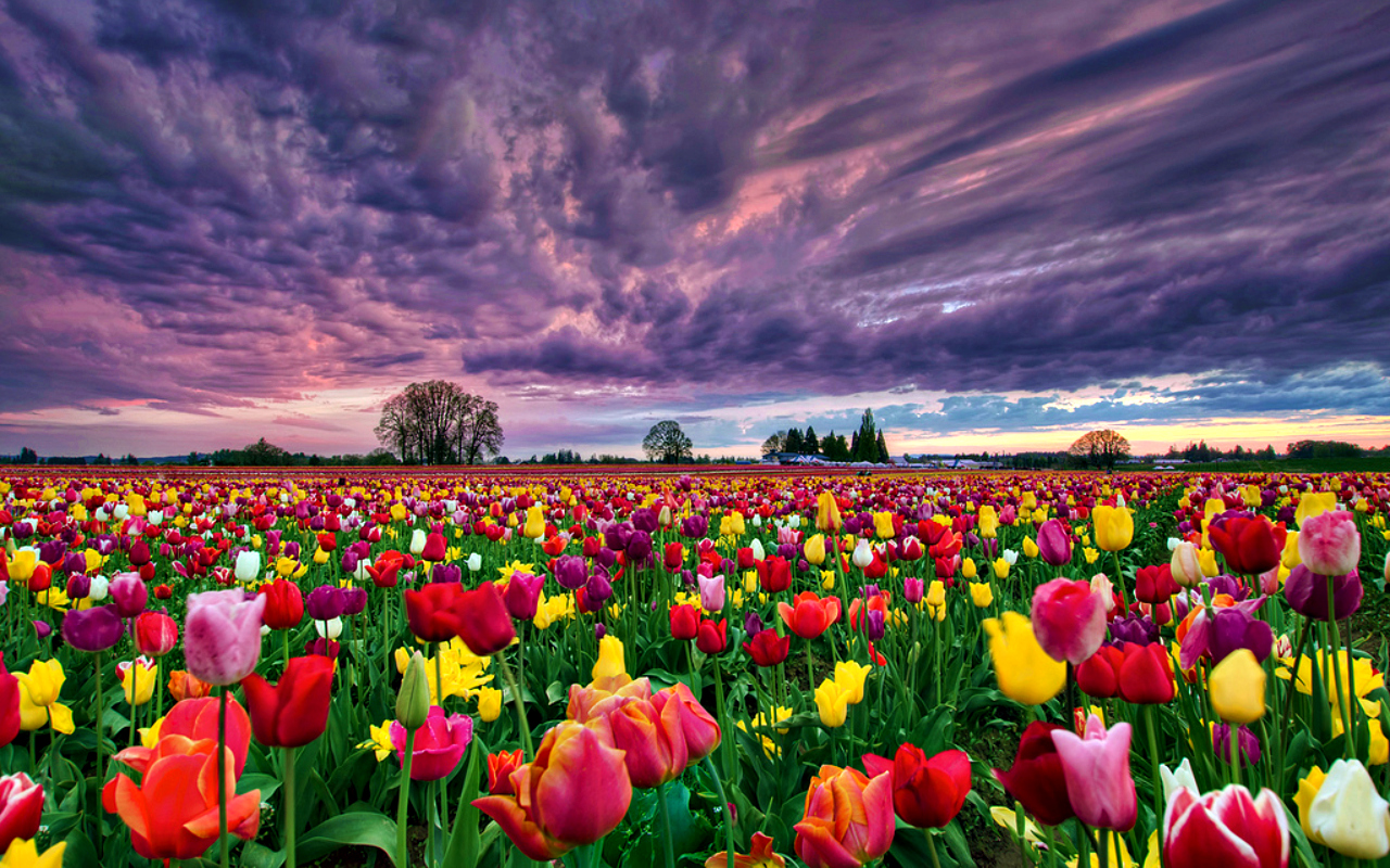 Field Tulips