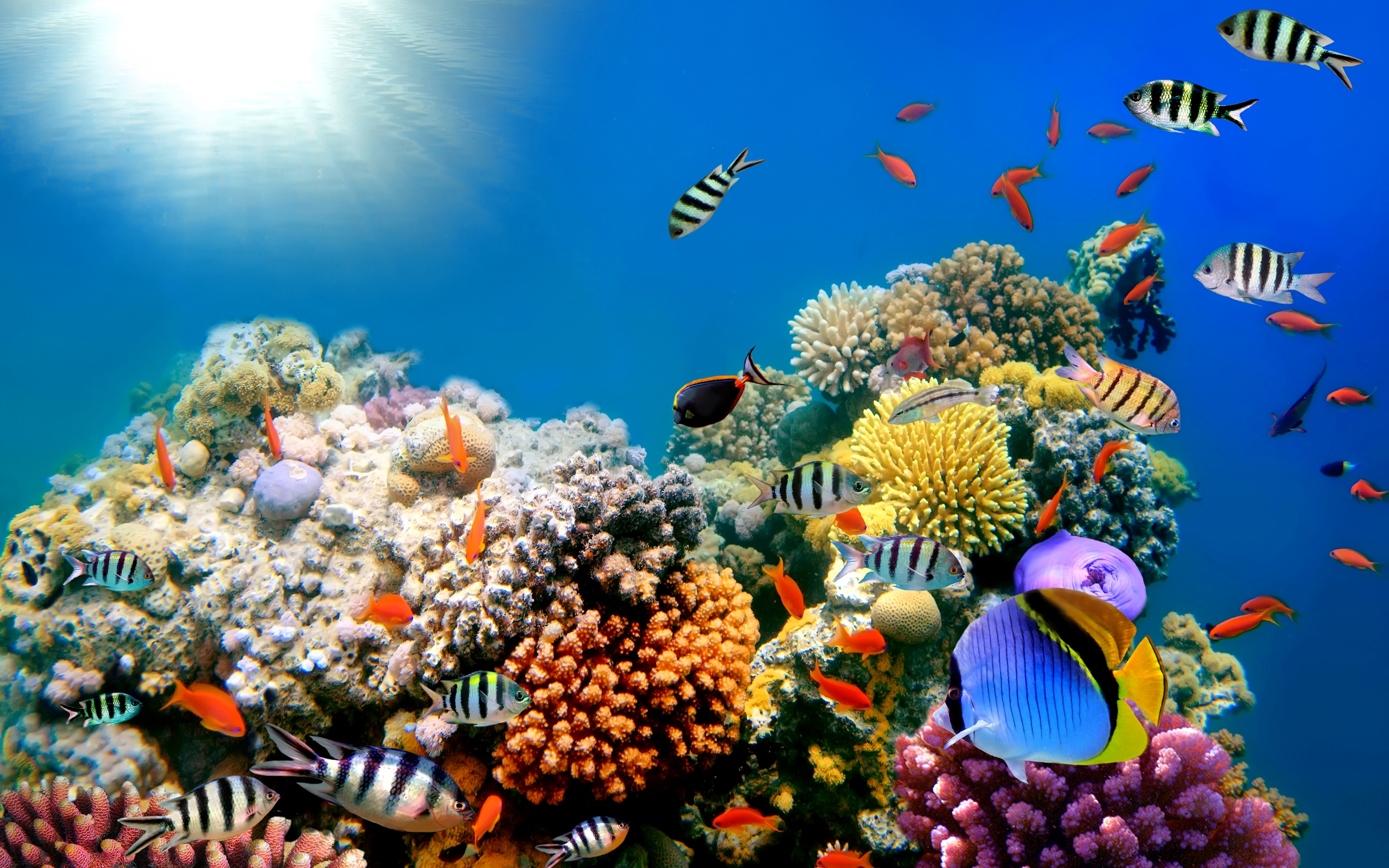 Fish Coral Life Wallpaper