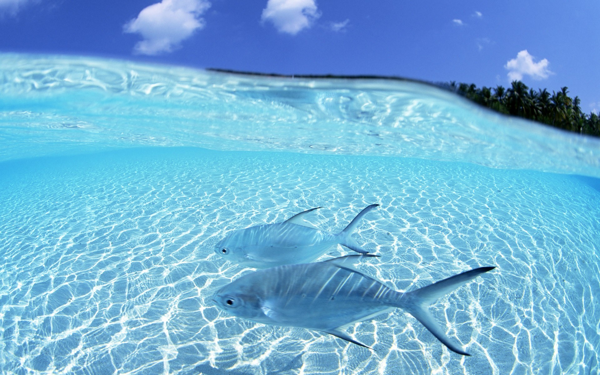 Blue Ocean Fish Desktop Wallpaper