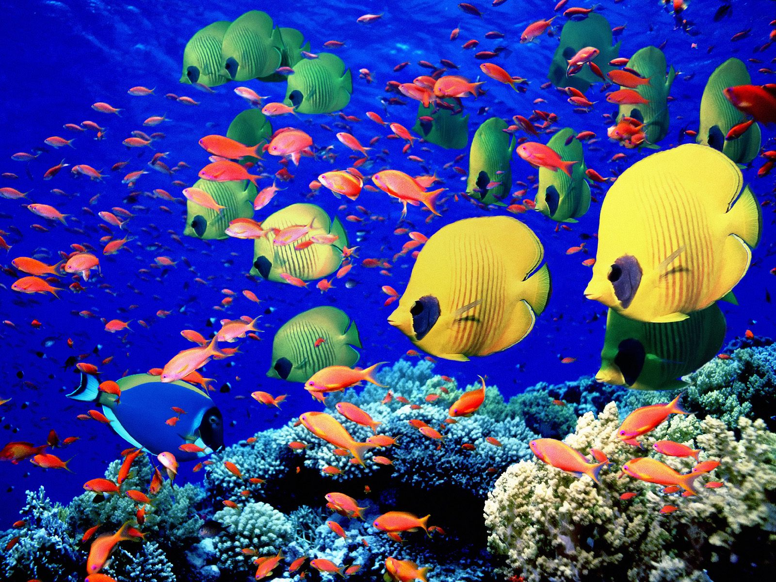 HD Wallpaper | Background ID:121834. 1600x1200 Animal Fish