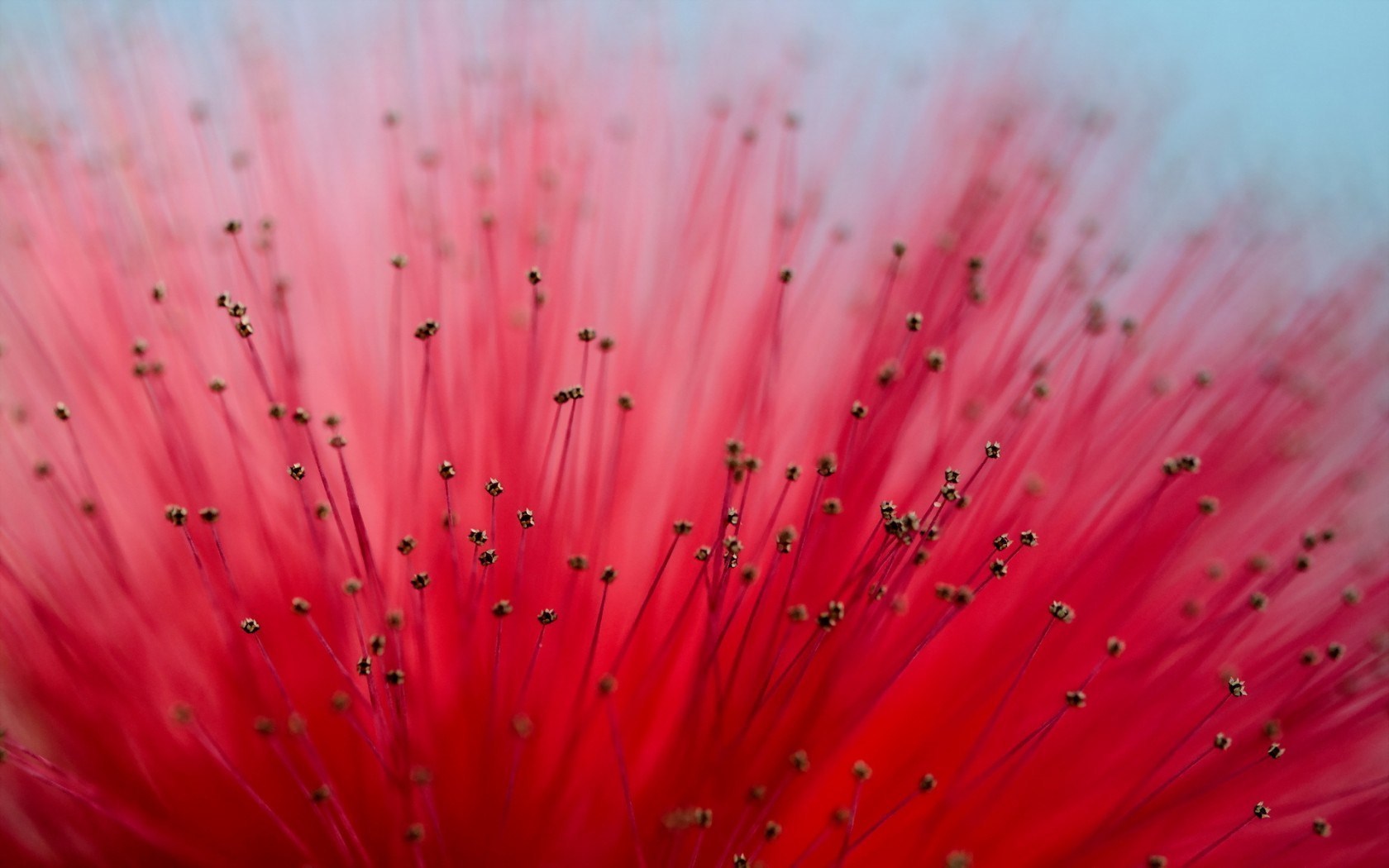 Flower Close-Up Macro