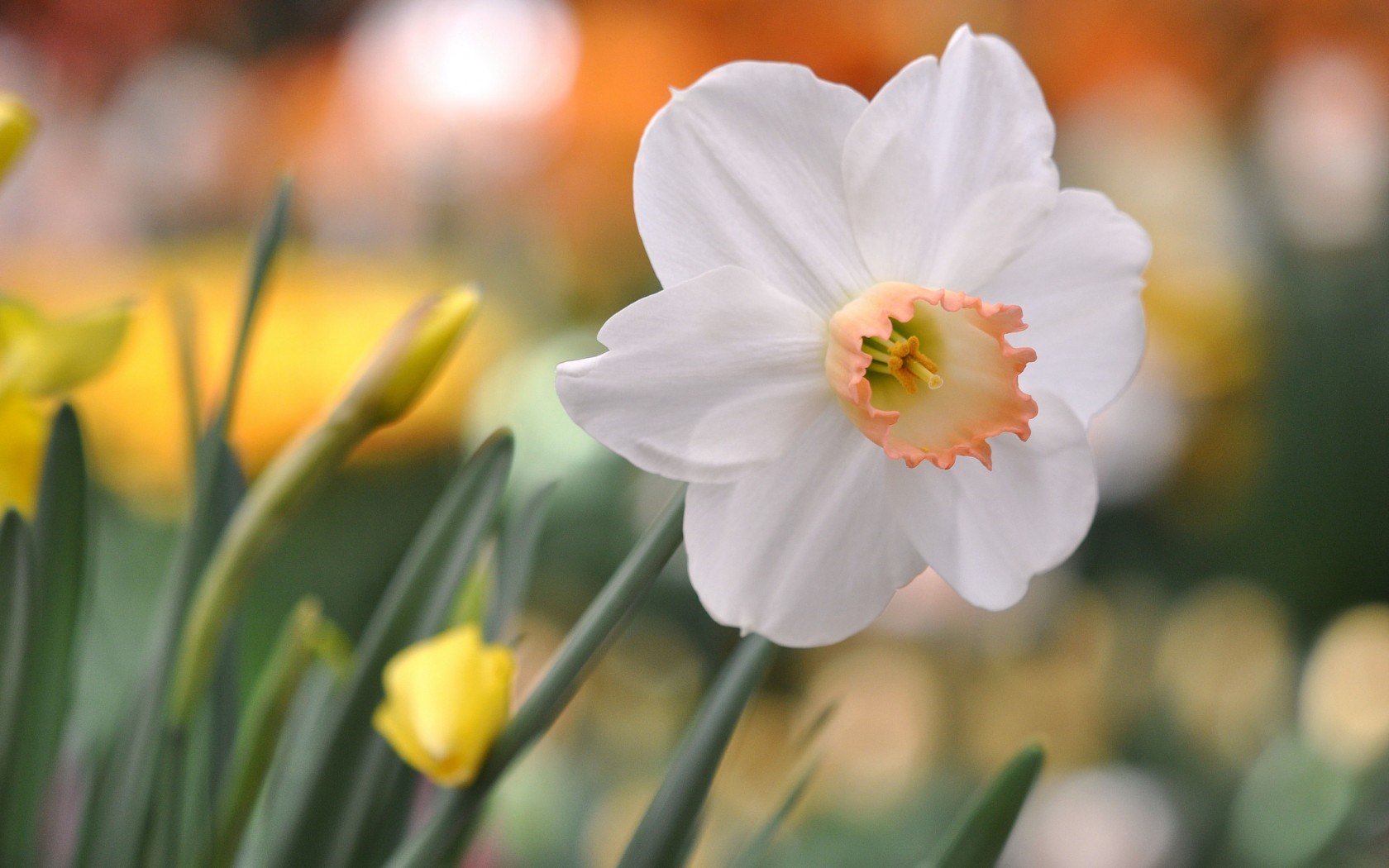 Flower Daffodil Glare