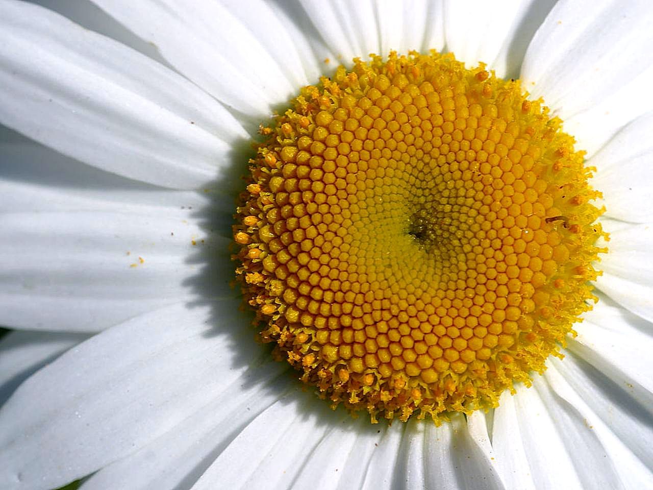 Flower Daisy Close-Up