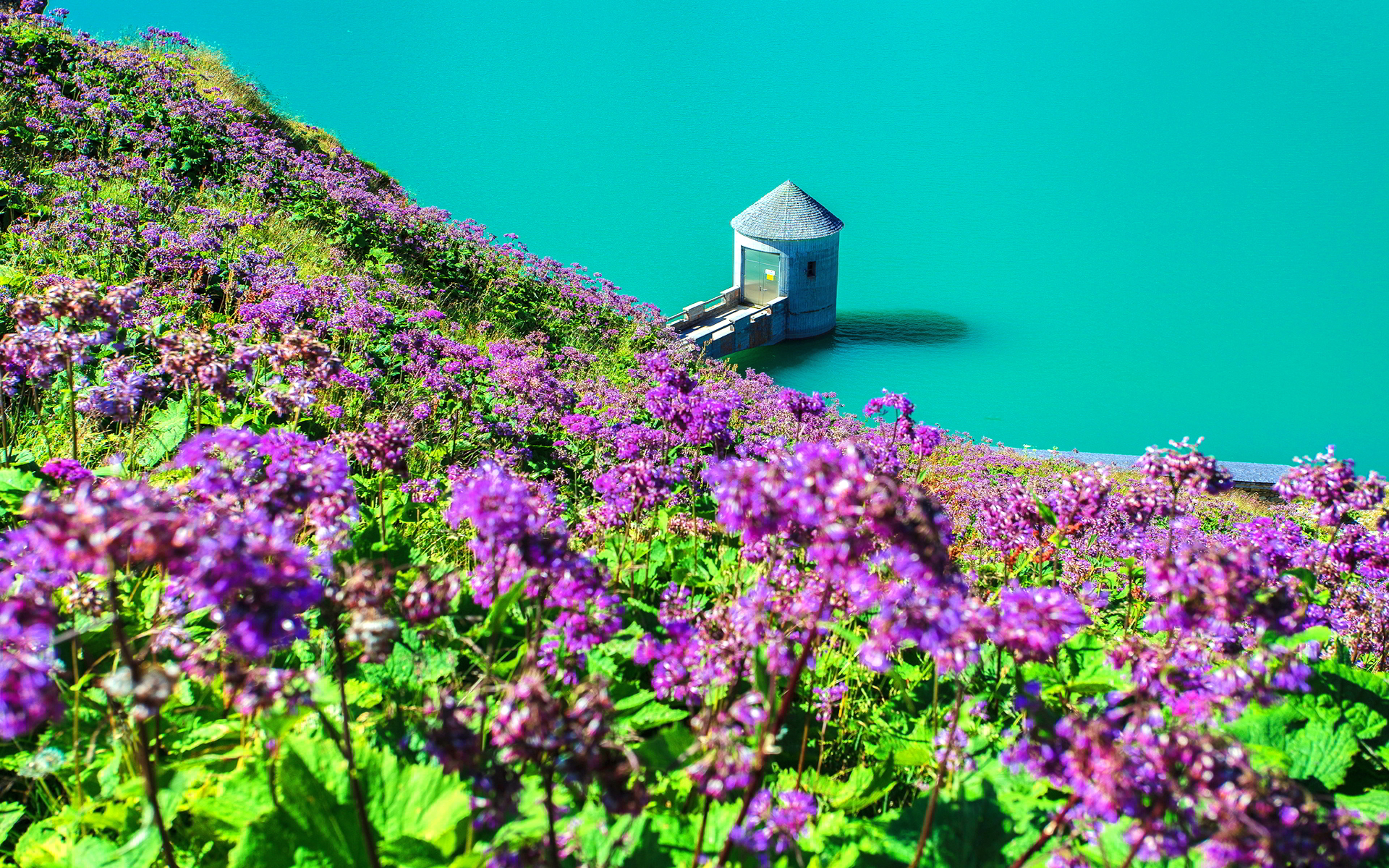 Flower hill lake