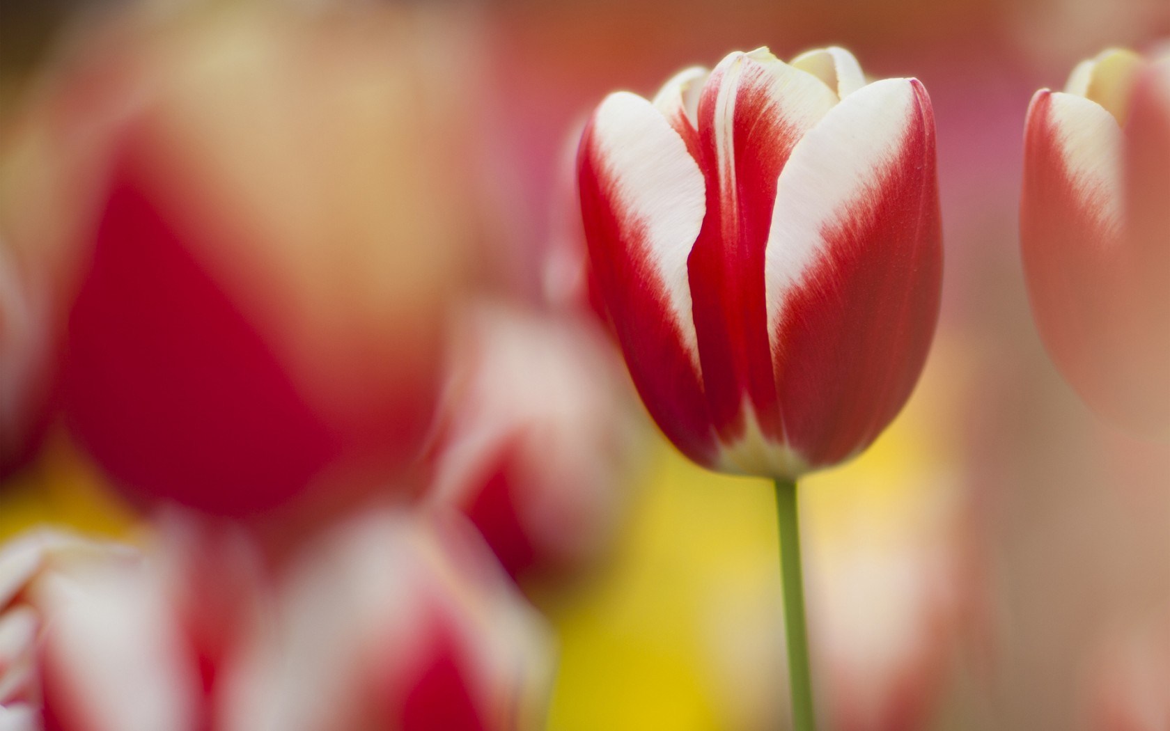 Tulips Macro Flowers