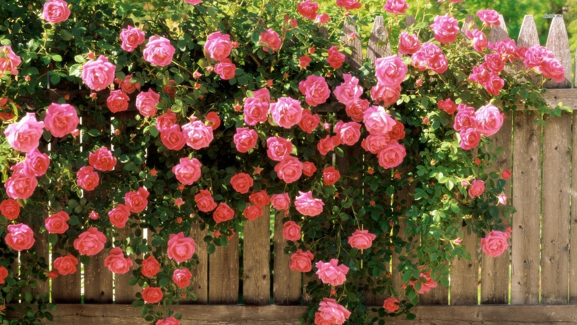 ... Pink roses growing over the fence wallpaper 1920x1080 ...