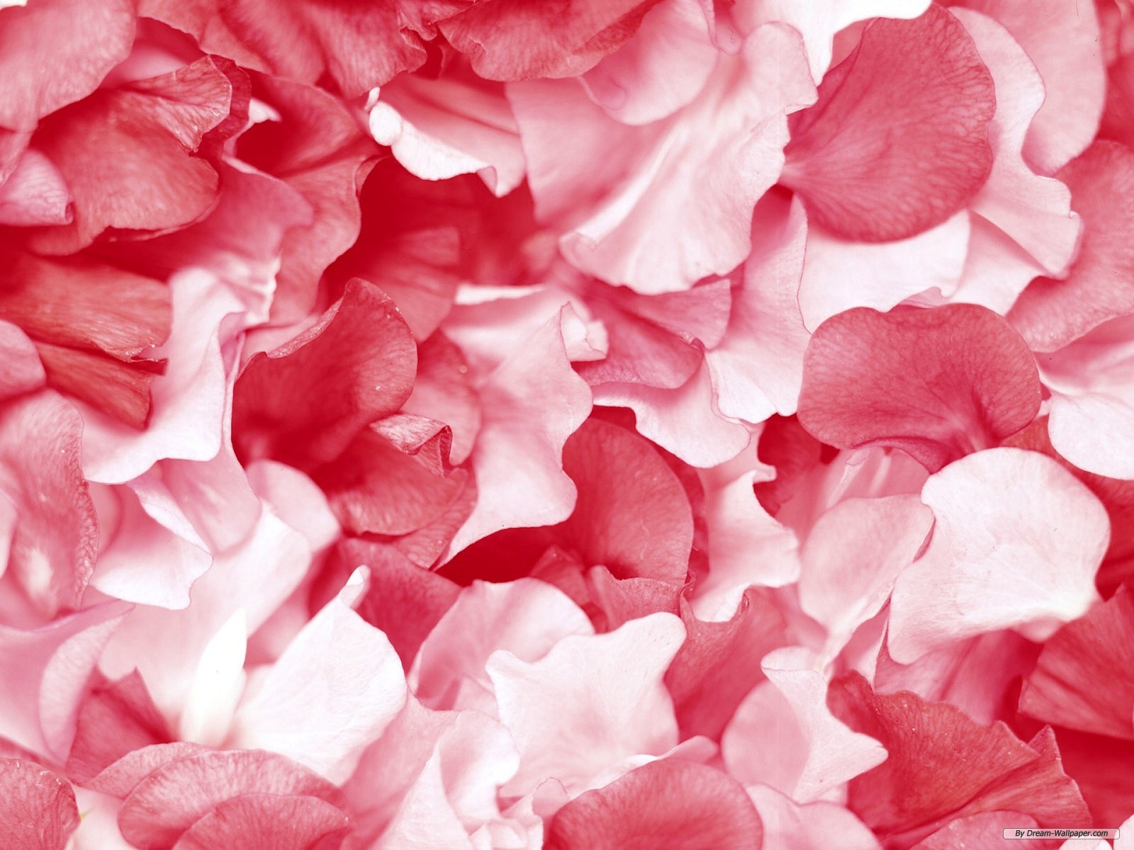 Free Flower wallpaper - Petal wallpaper - 1600x1200 wallpaper - Index 20.