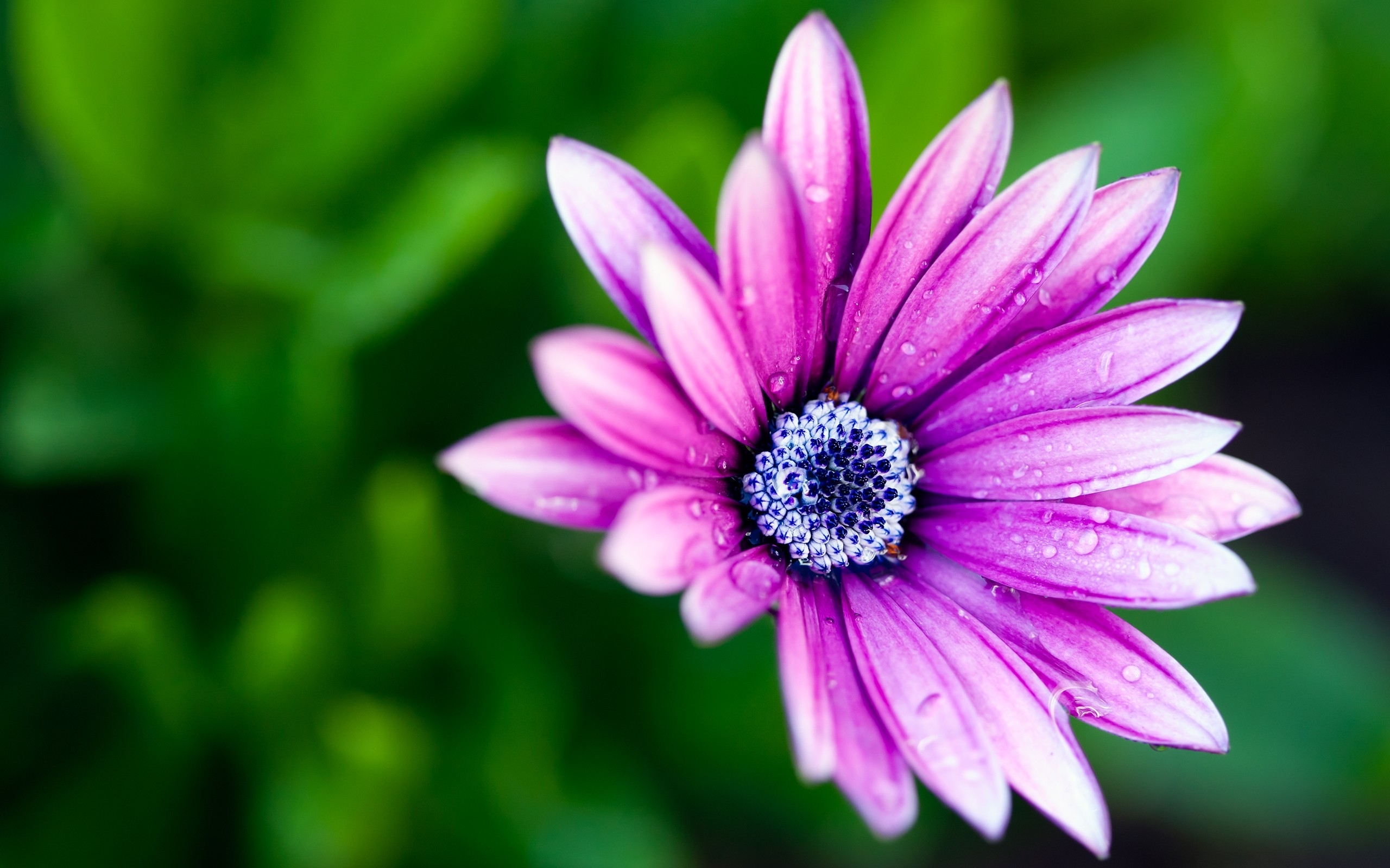 Flower Petals