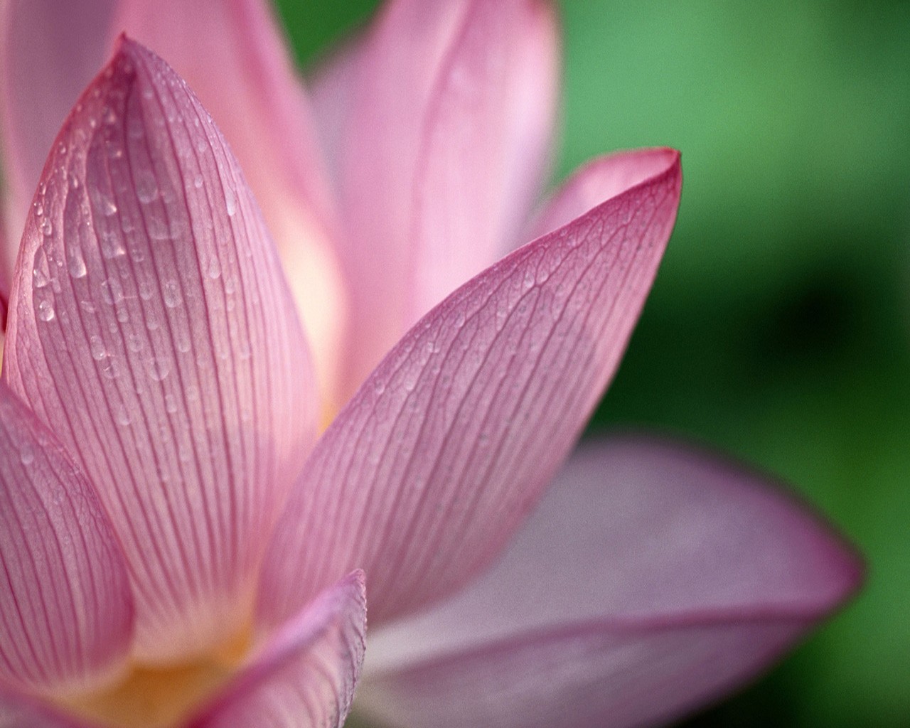 Flower Petals