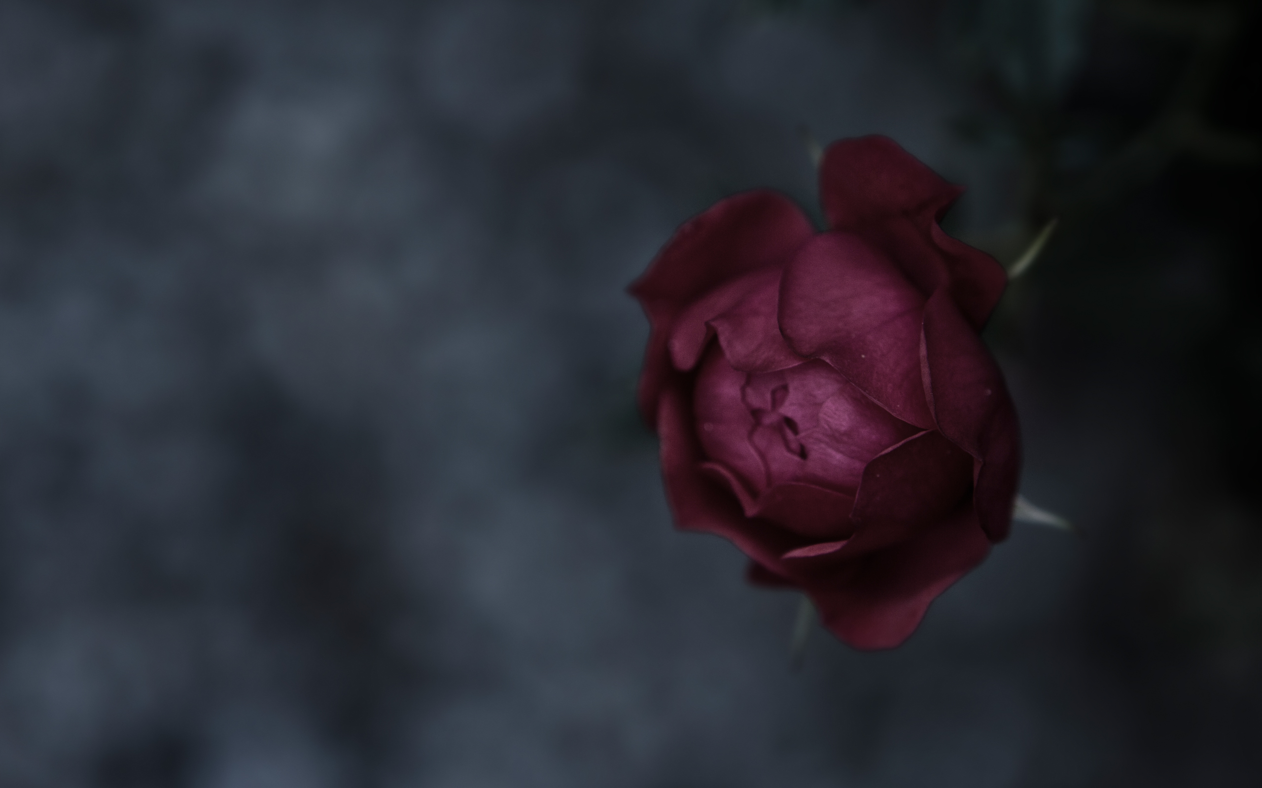 Rose, bud, petals, stems, focus, close up, background, texture, mood, rose, flower, beautiful
