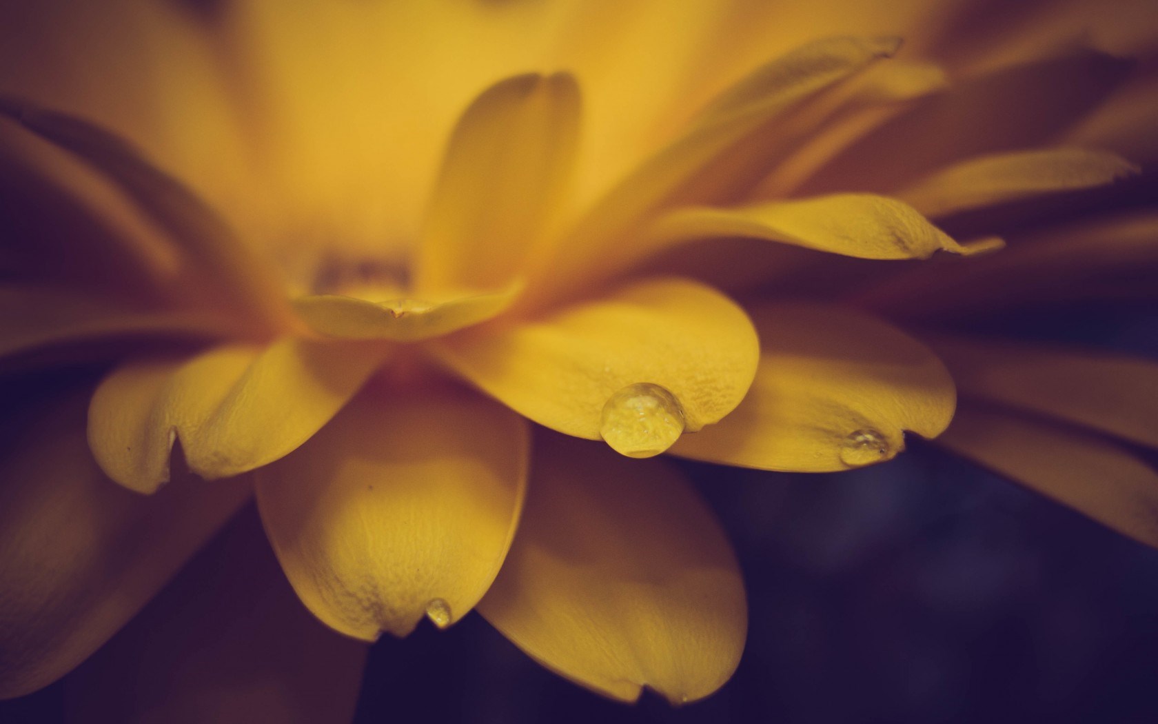 Flower Petals Yellow Drops