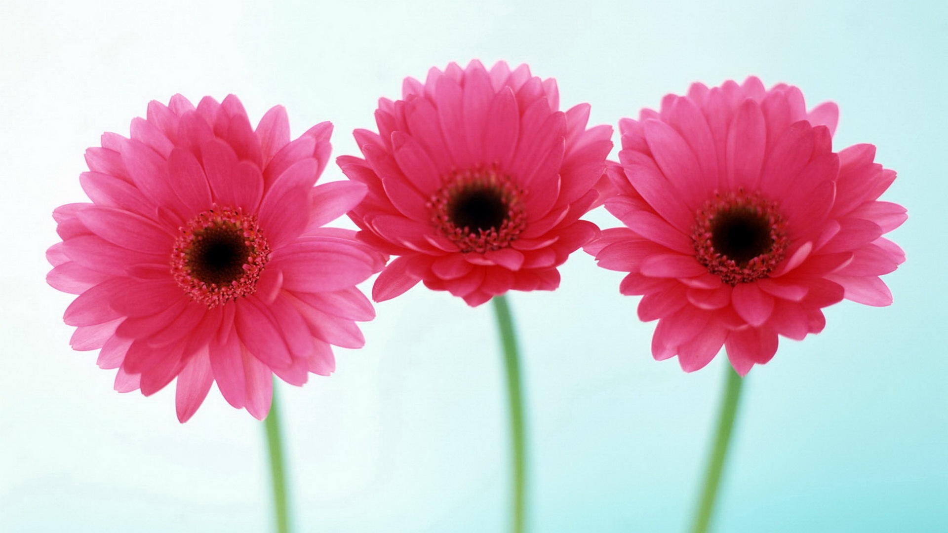 Pink Daisy Flowers