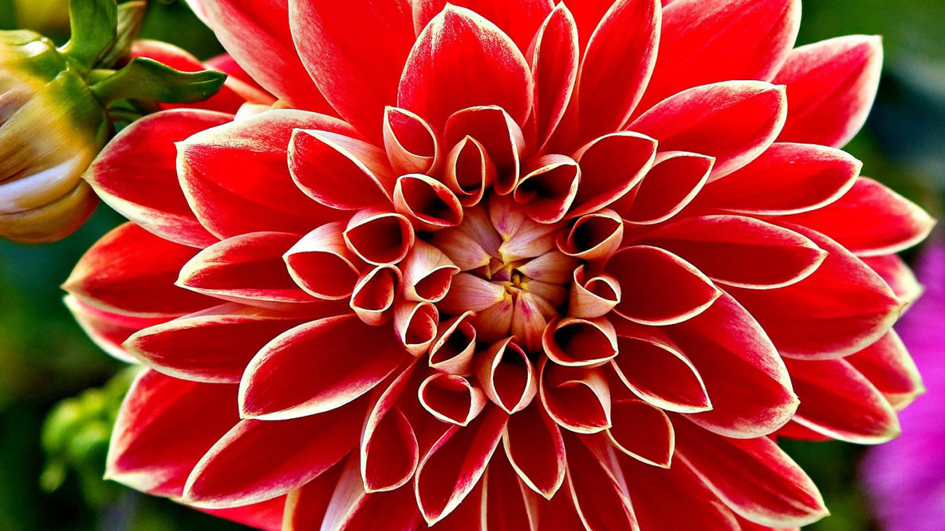 Red Flower Backgrounds