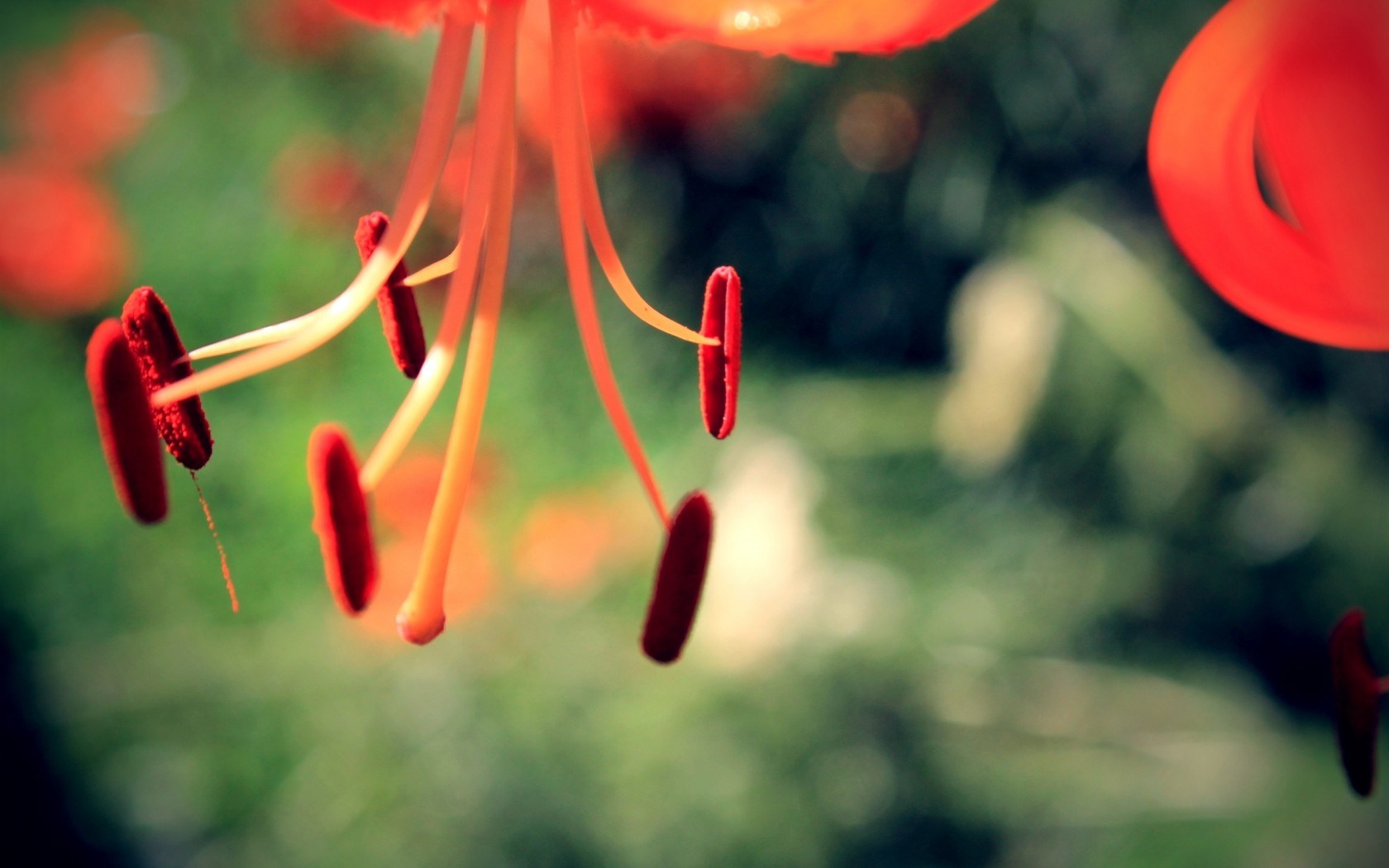 Flower Pistil Stamen Lily