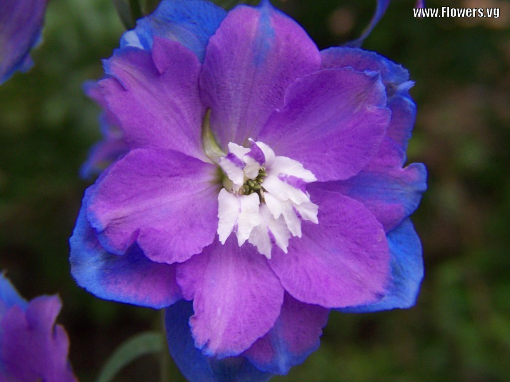 Flower Purple Blur