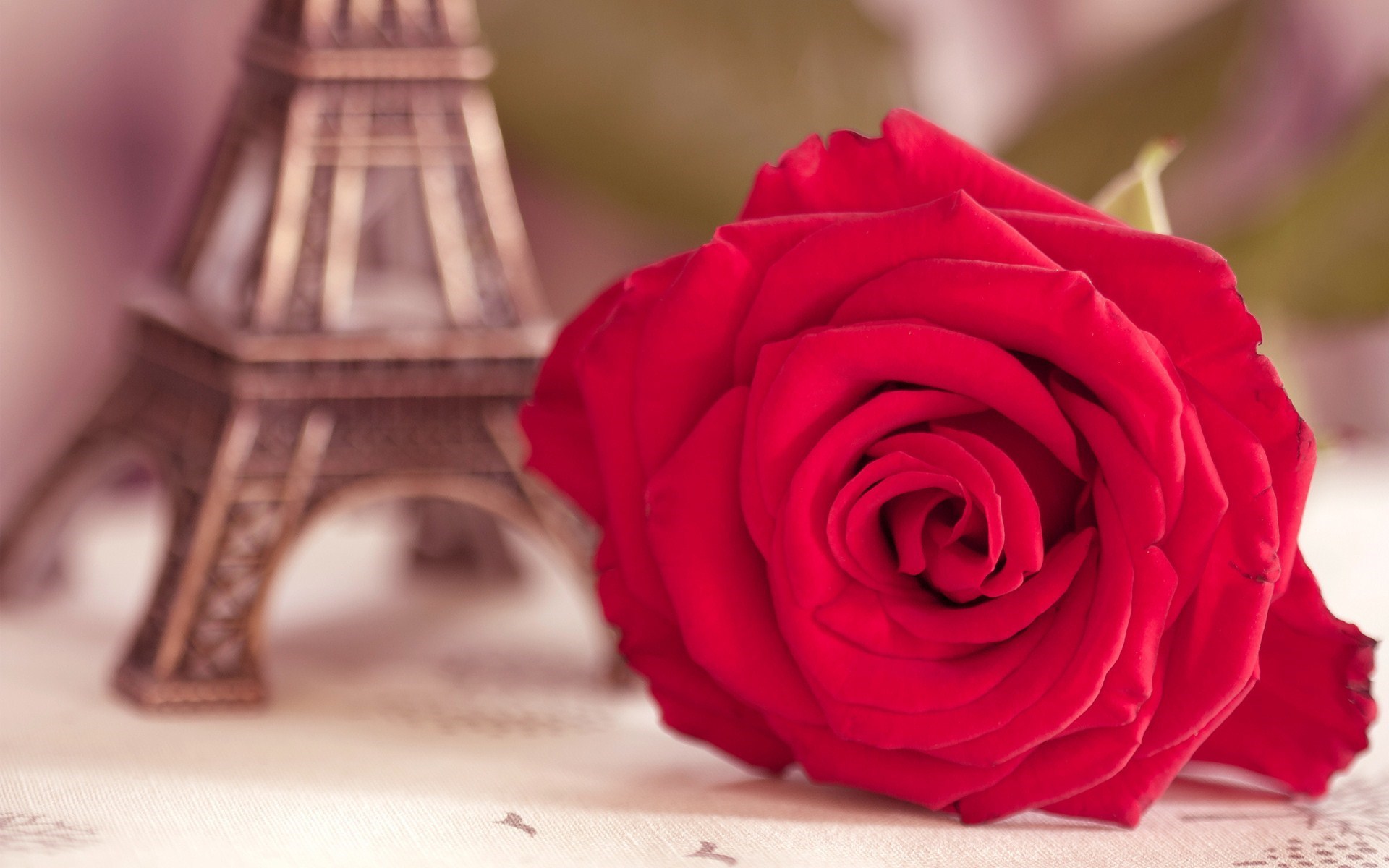 Flower Red Rose Eiffel Tower Photo
