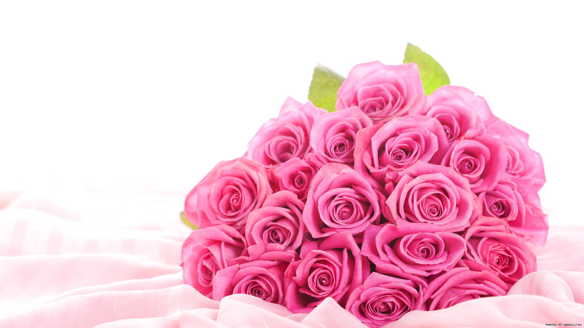 Flower Rose Pink