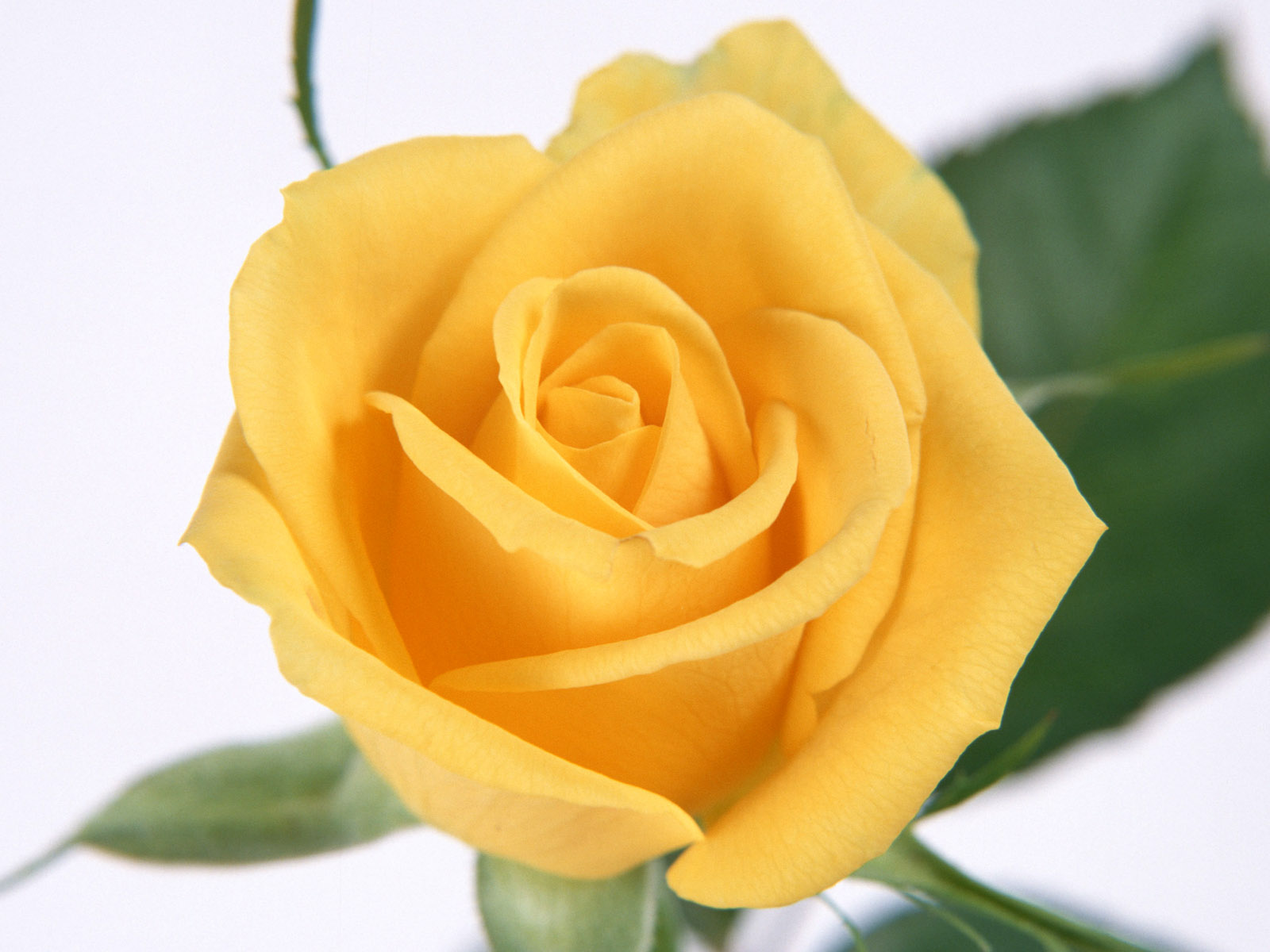 Flower Rose Yellow