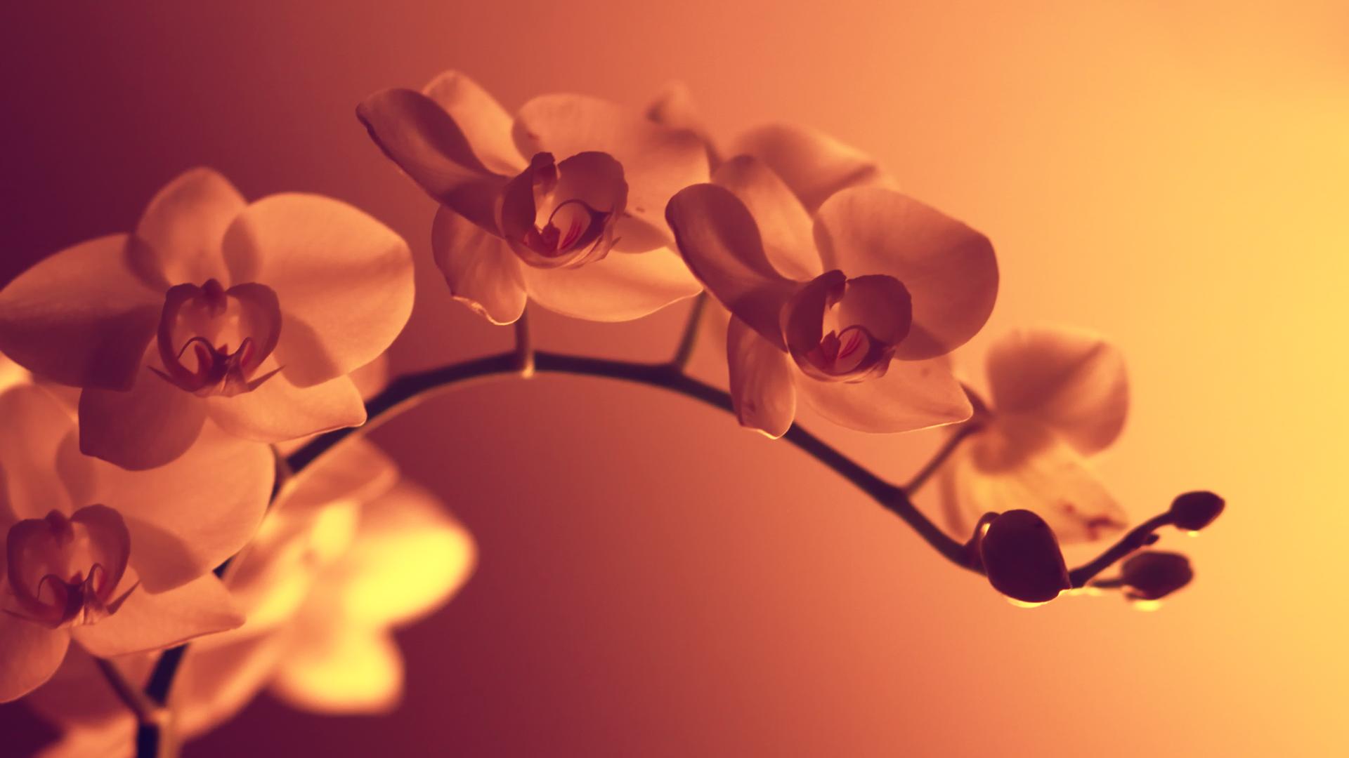 Stunning Flower Wallpaper Tumblr