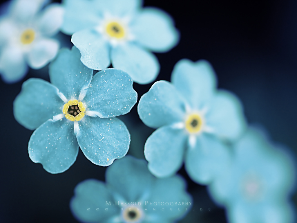 Blue Flowers. Available in the following size(s): 1024×768. blue flowers wallpaper