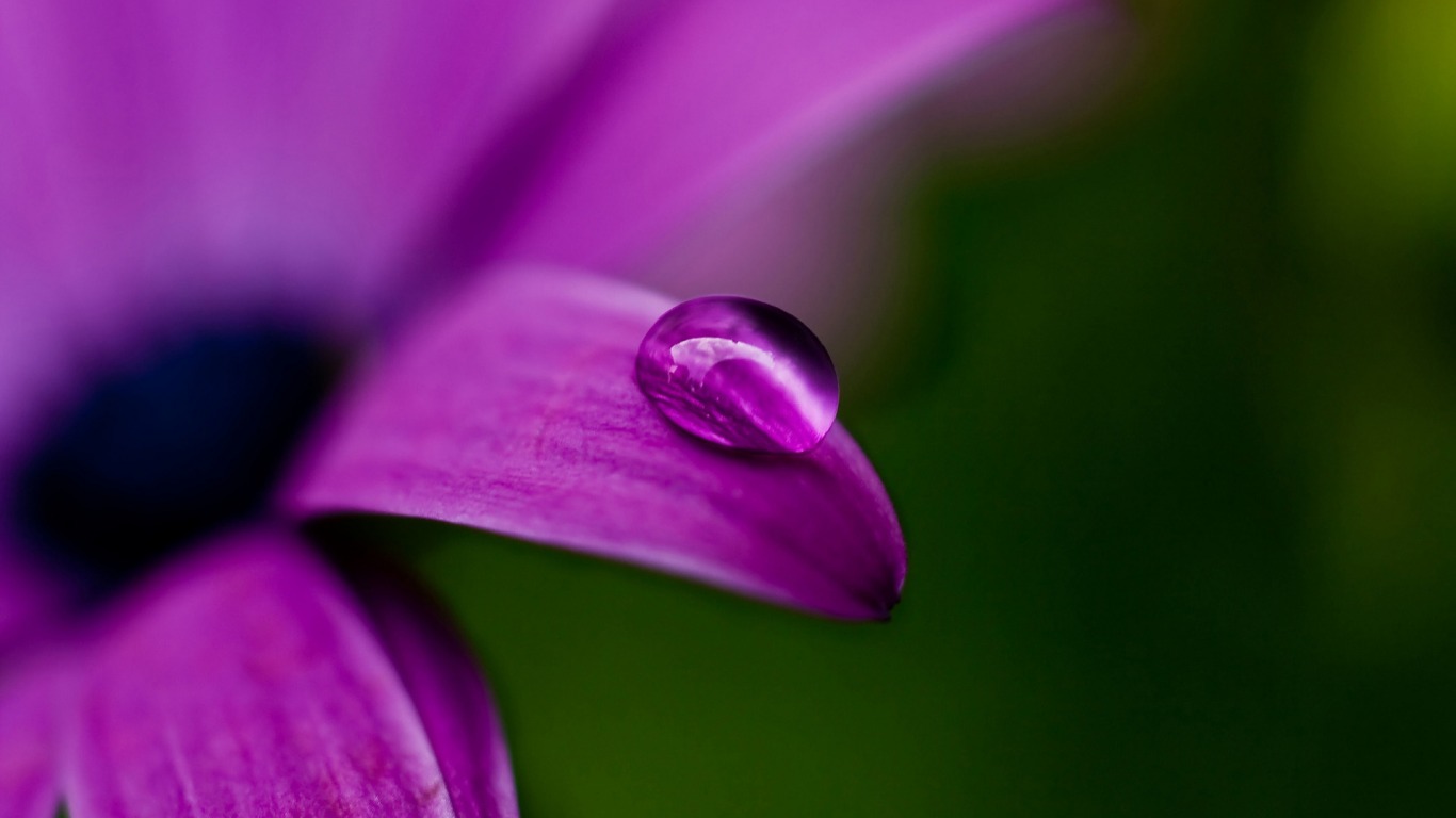 Flower water droplets
