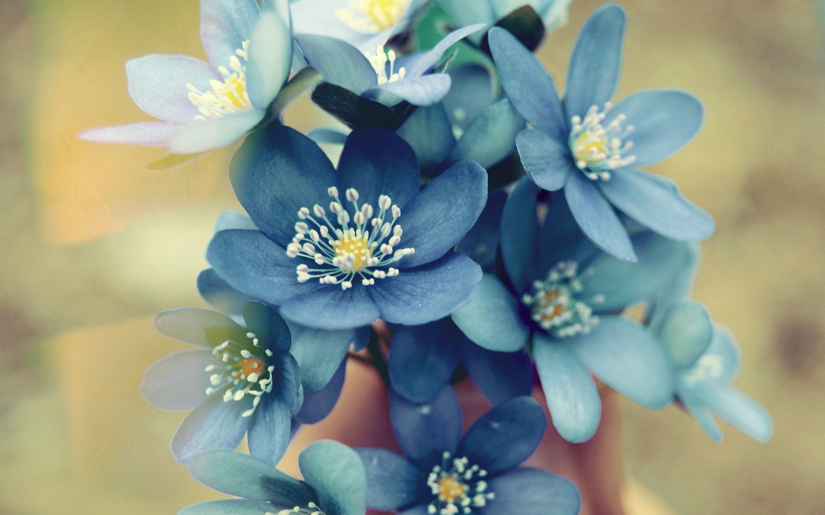 Flowers Blue Petals