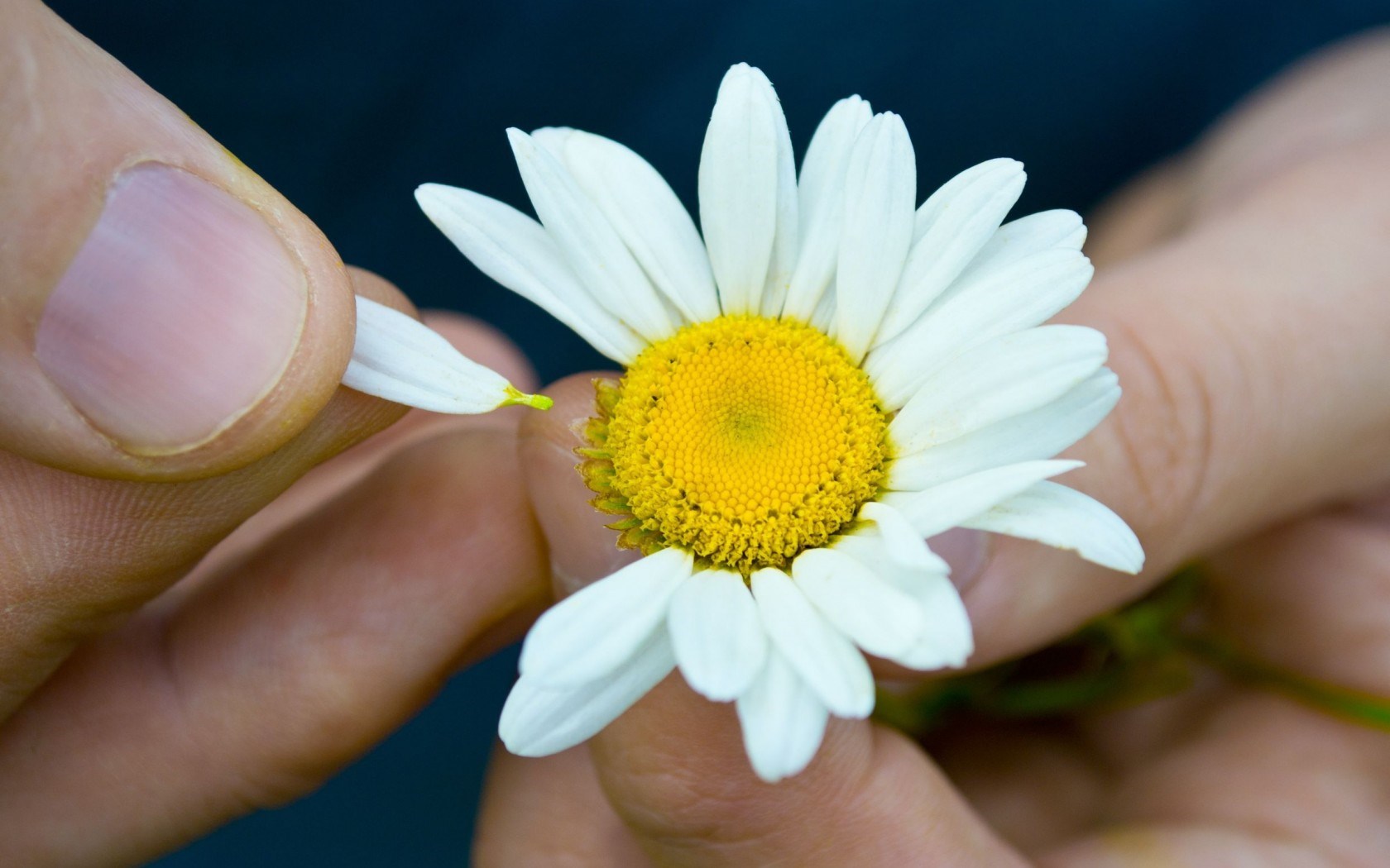 Flowers Chamomile Petals Hands