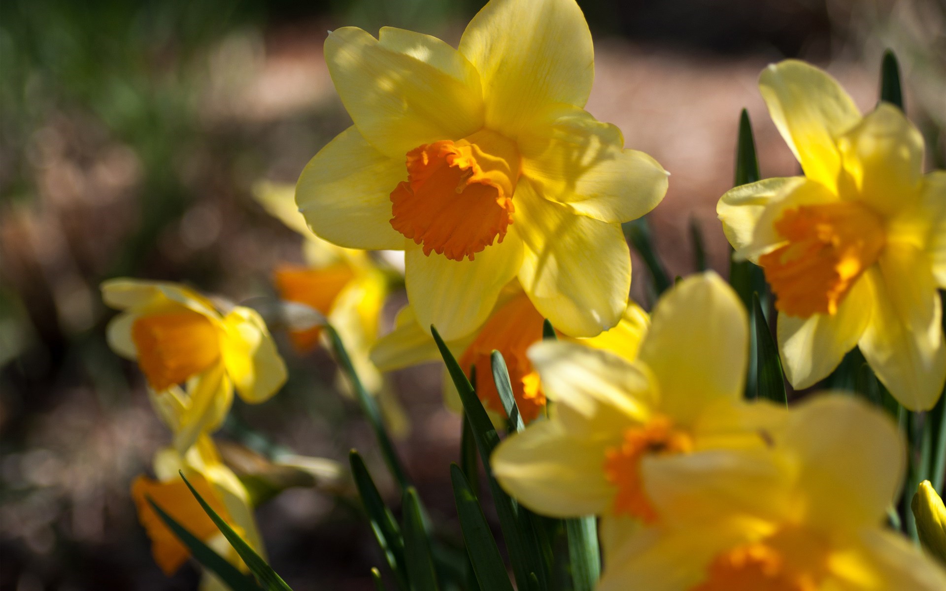 Flowers Daffodils Yellow Spring Sunny