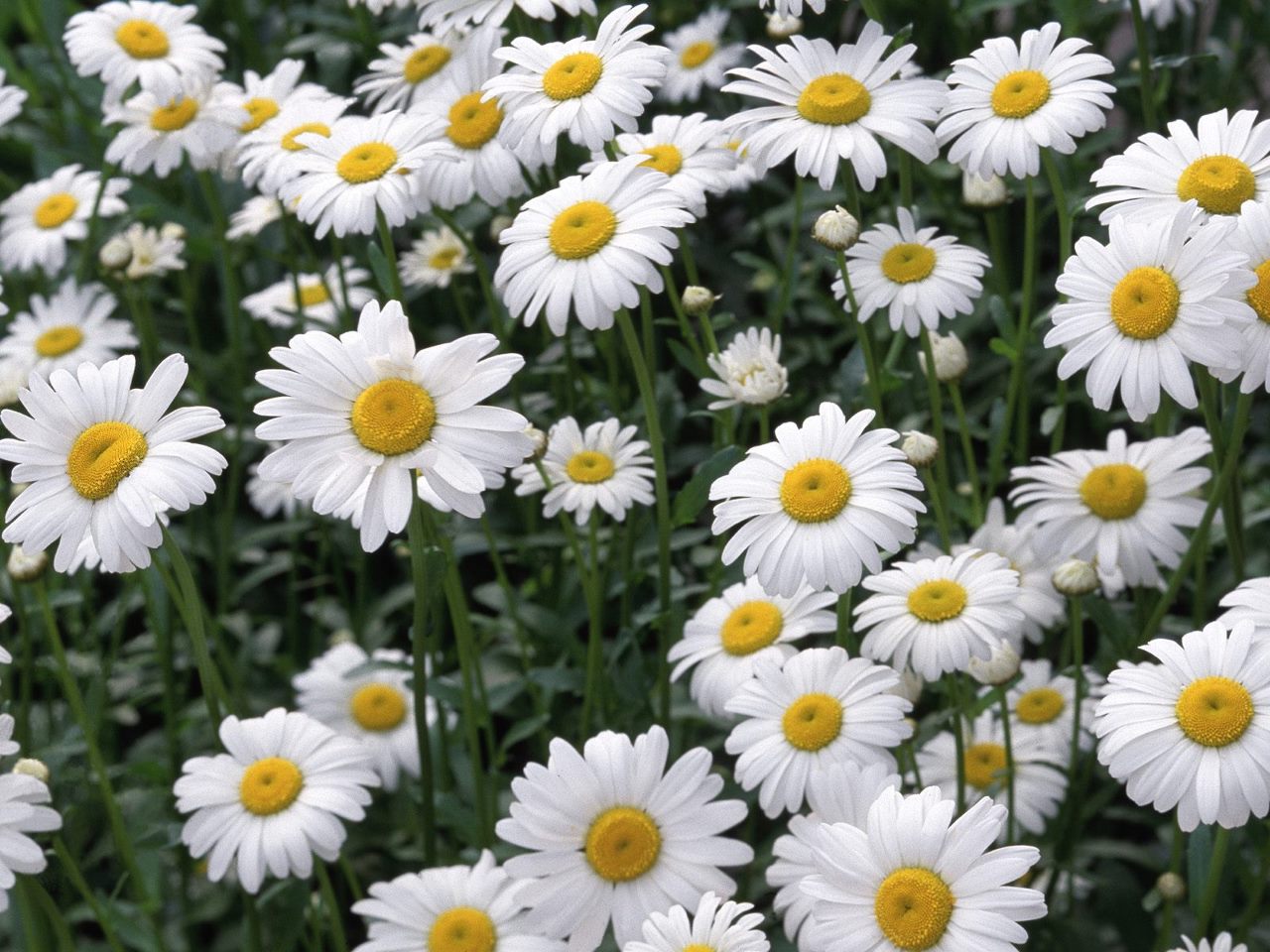 Flowers Daisies White