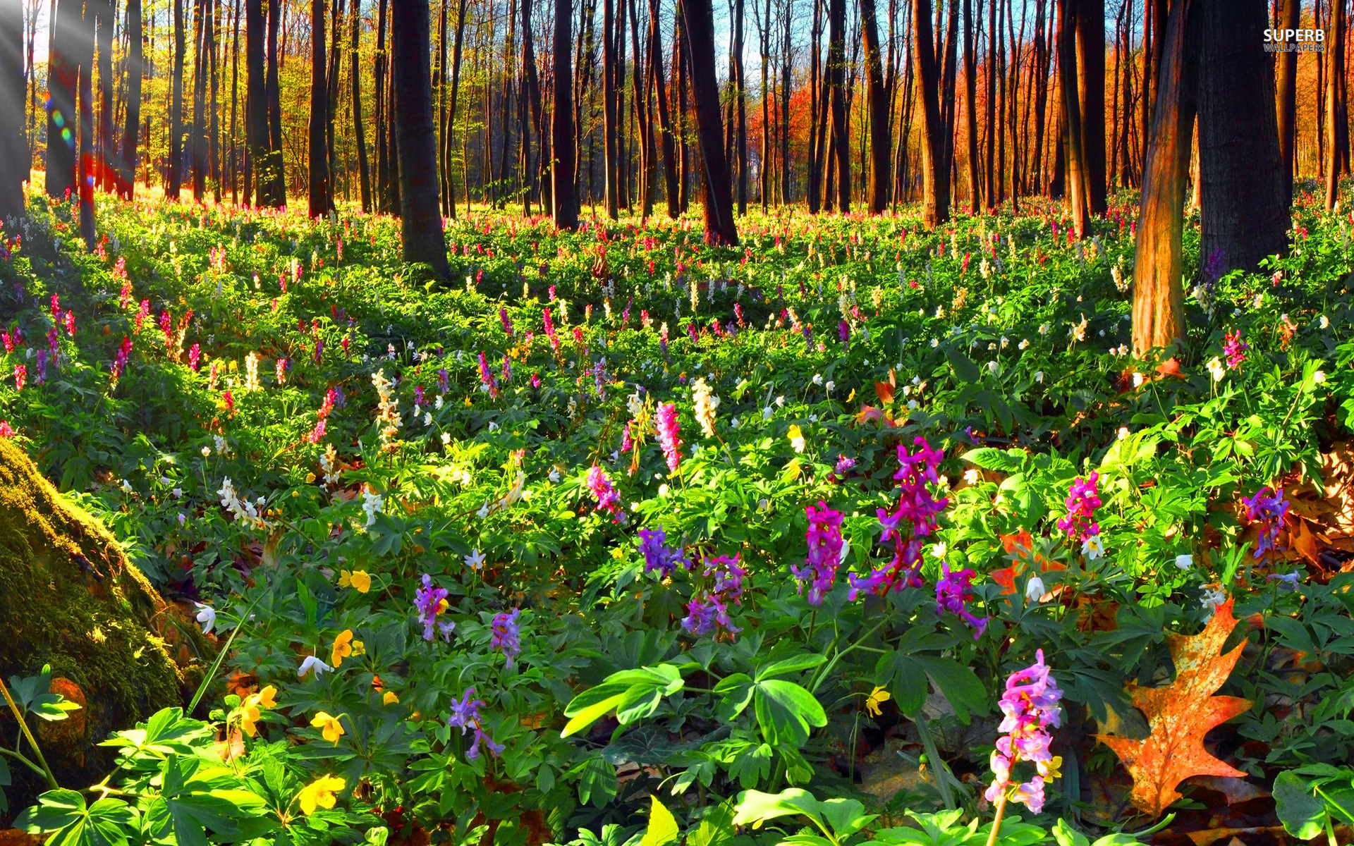 forest of flowers - Google Search | Aisling Territory: northwest | Pinterest