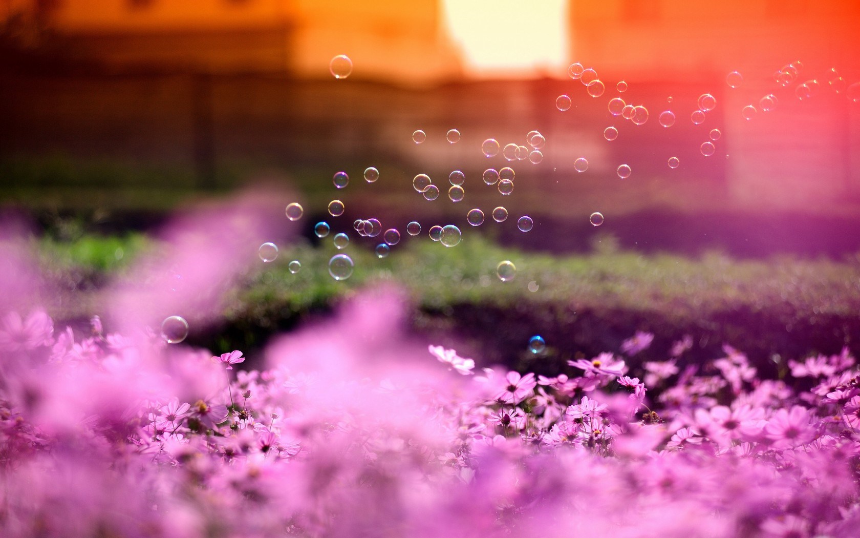 Flowers Pink Bubbles Sun Nature