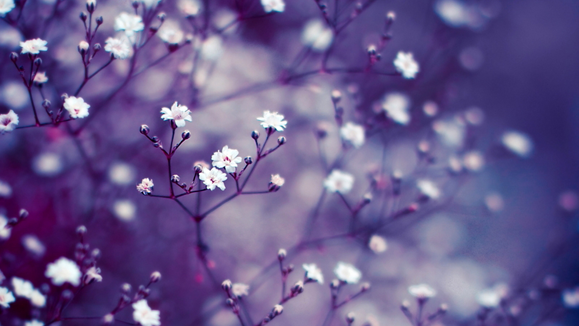 Flowers, buds, twigs, close-up, purple, white, blur