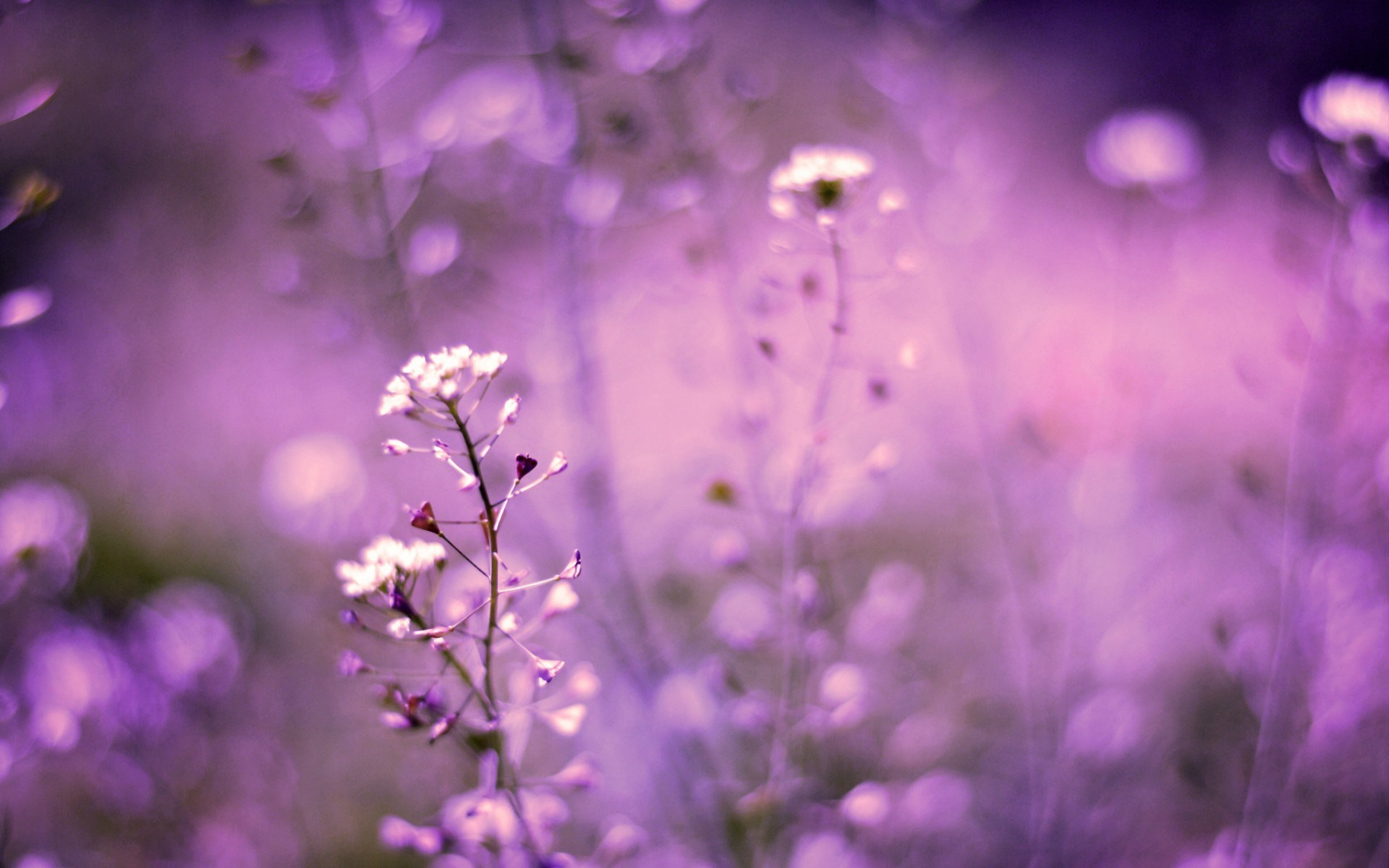 Flowers Purple Field Bokeh
