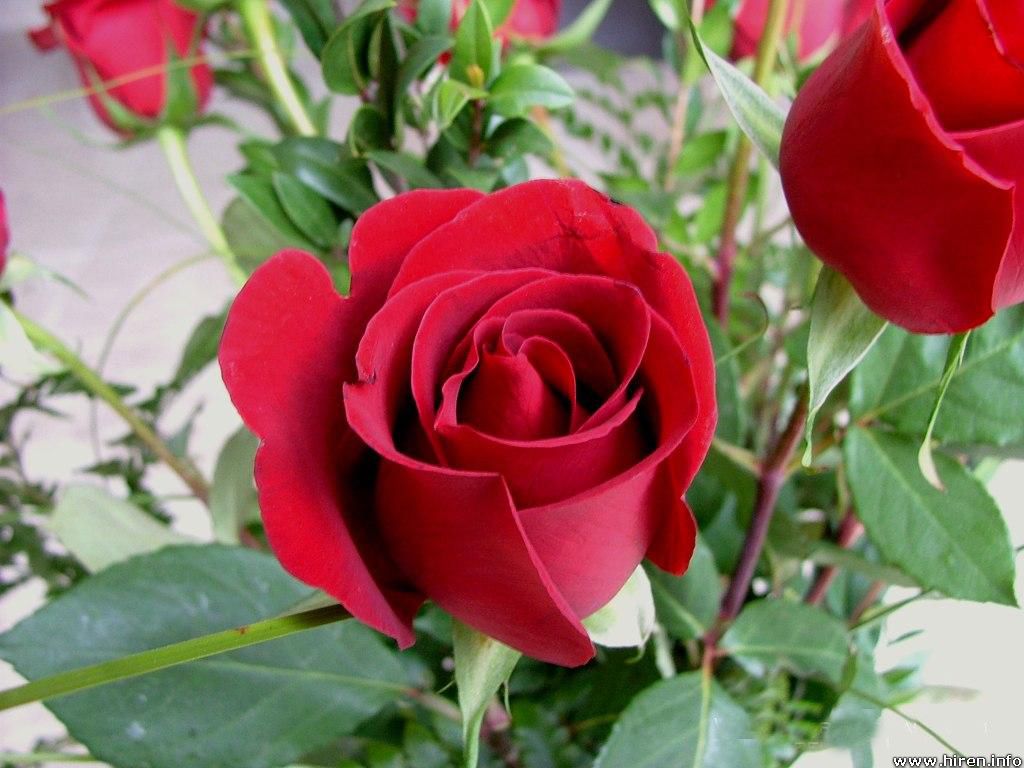 Red Rose Flowers Images 4K Image 7 HD Wallpapers