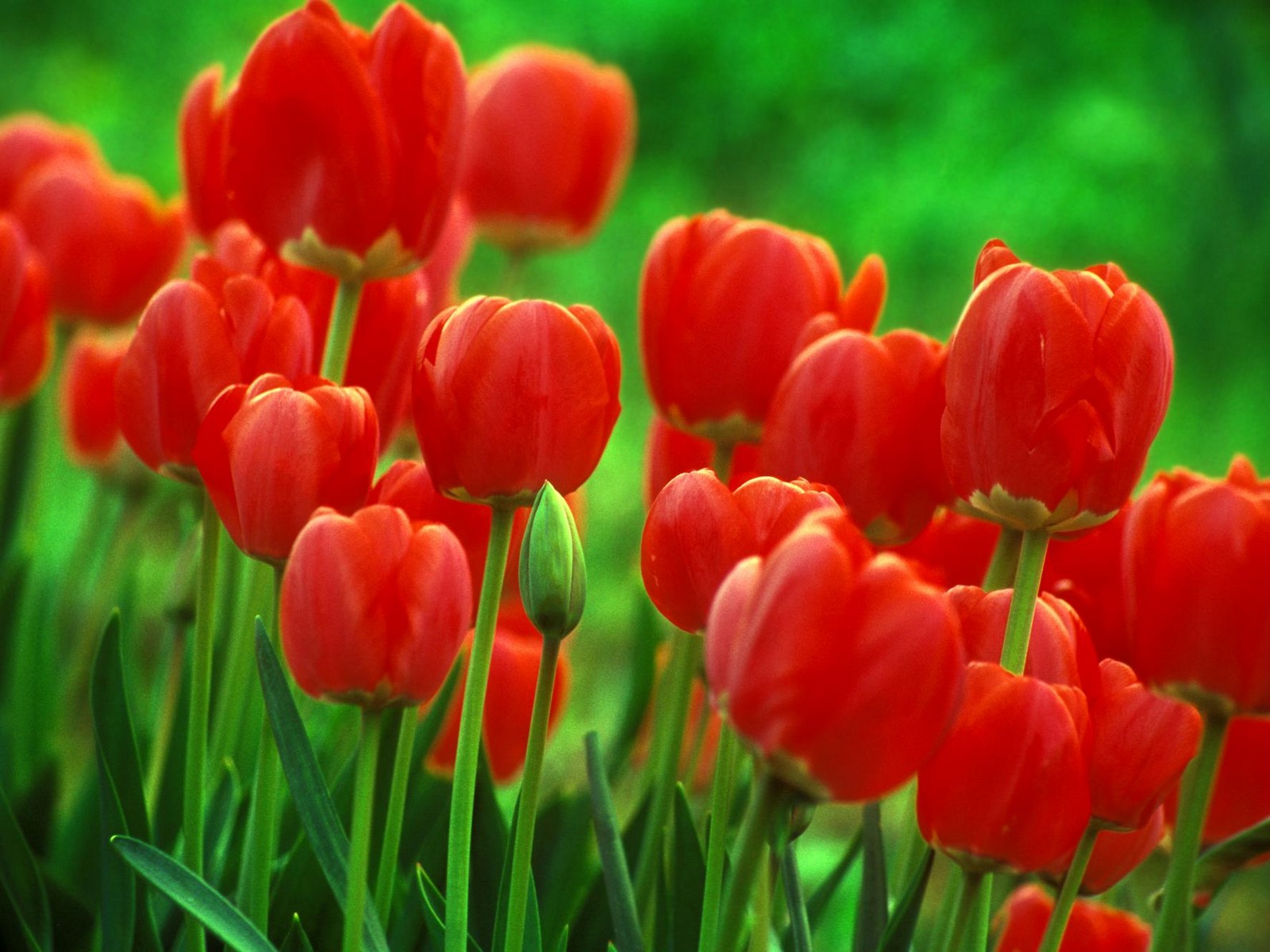 Flowers Red Tulips