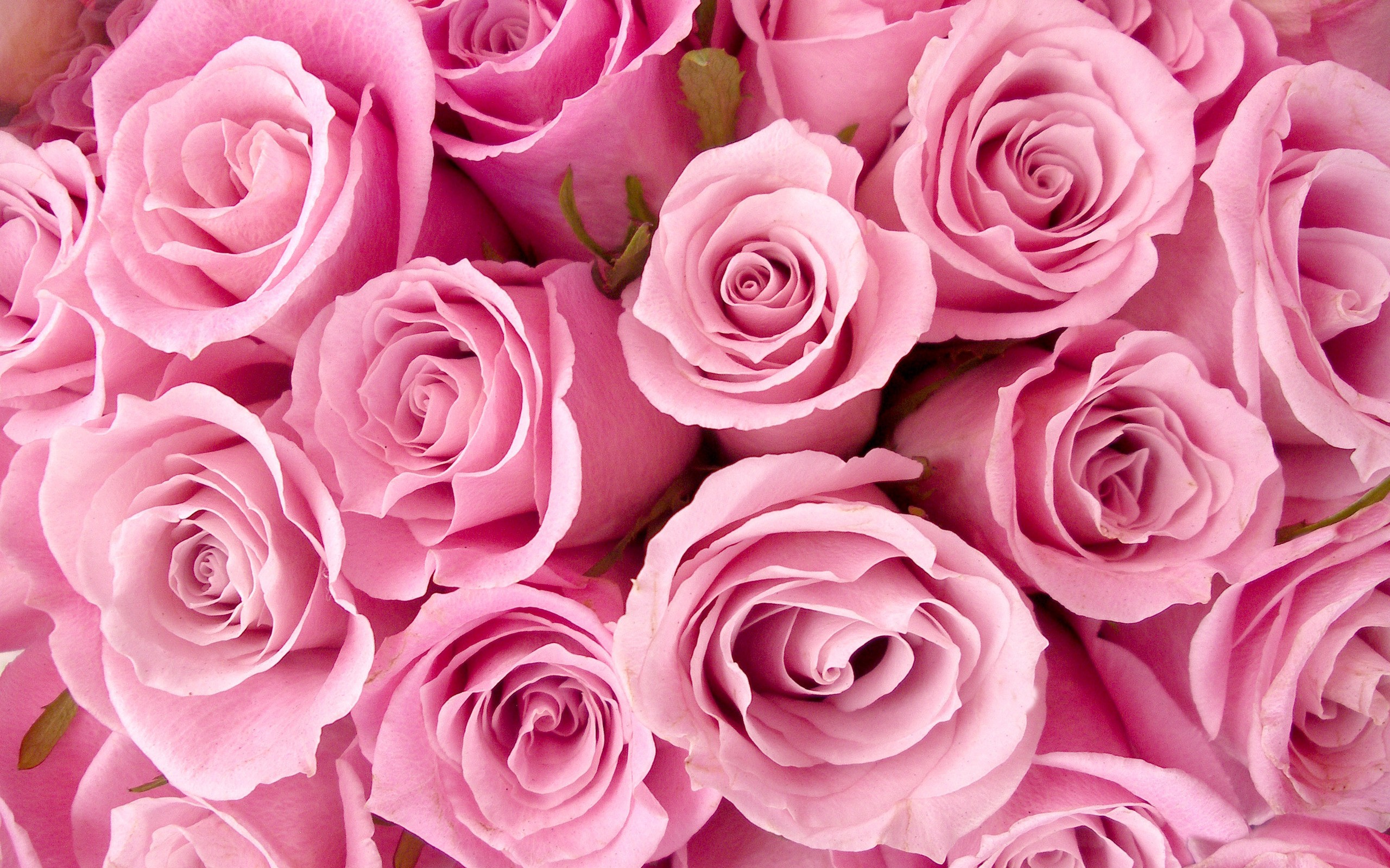 flowers pink roses