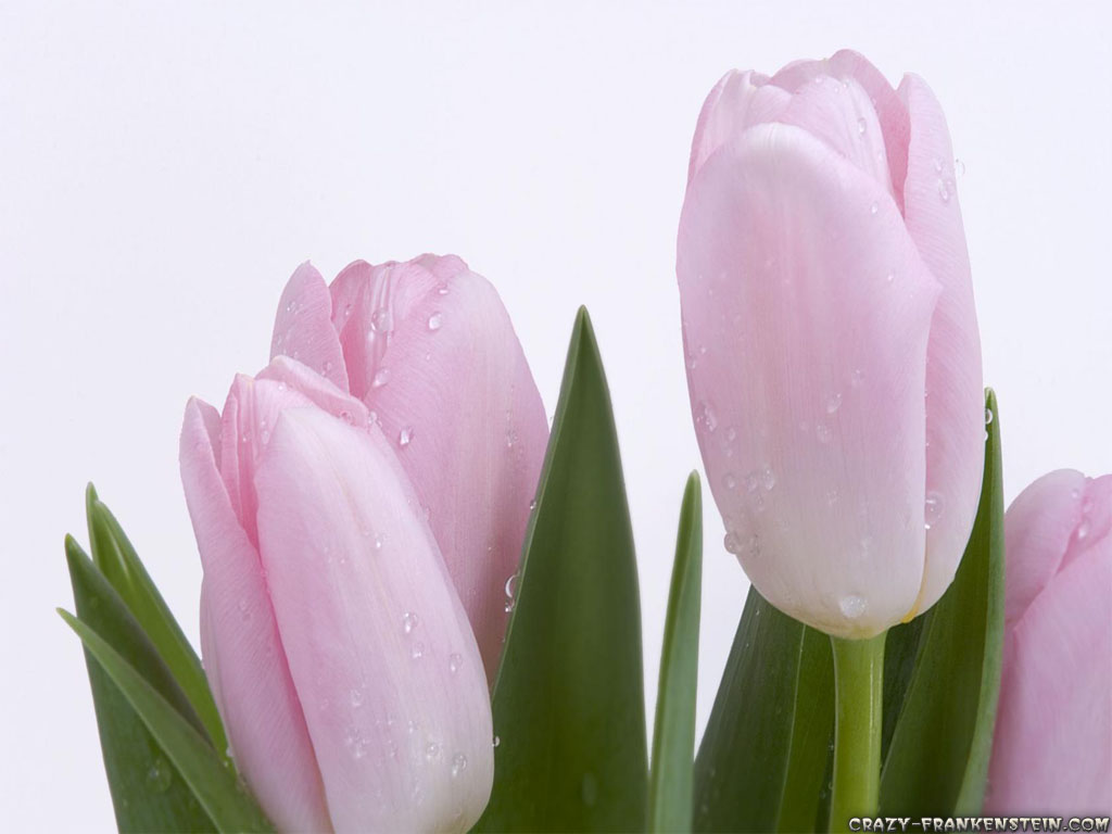 Fresh Light Pink Tulips Flowers Wallpaper #105660 - Resolution 1024x768 px