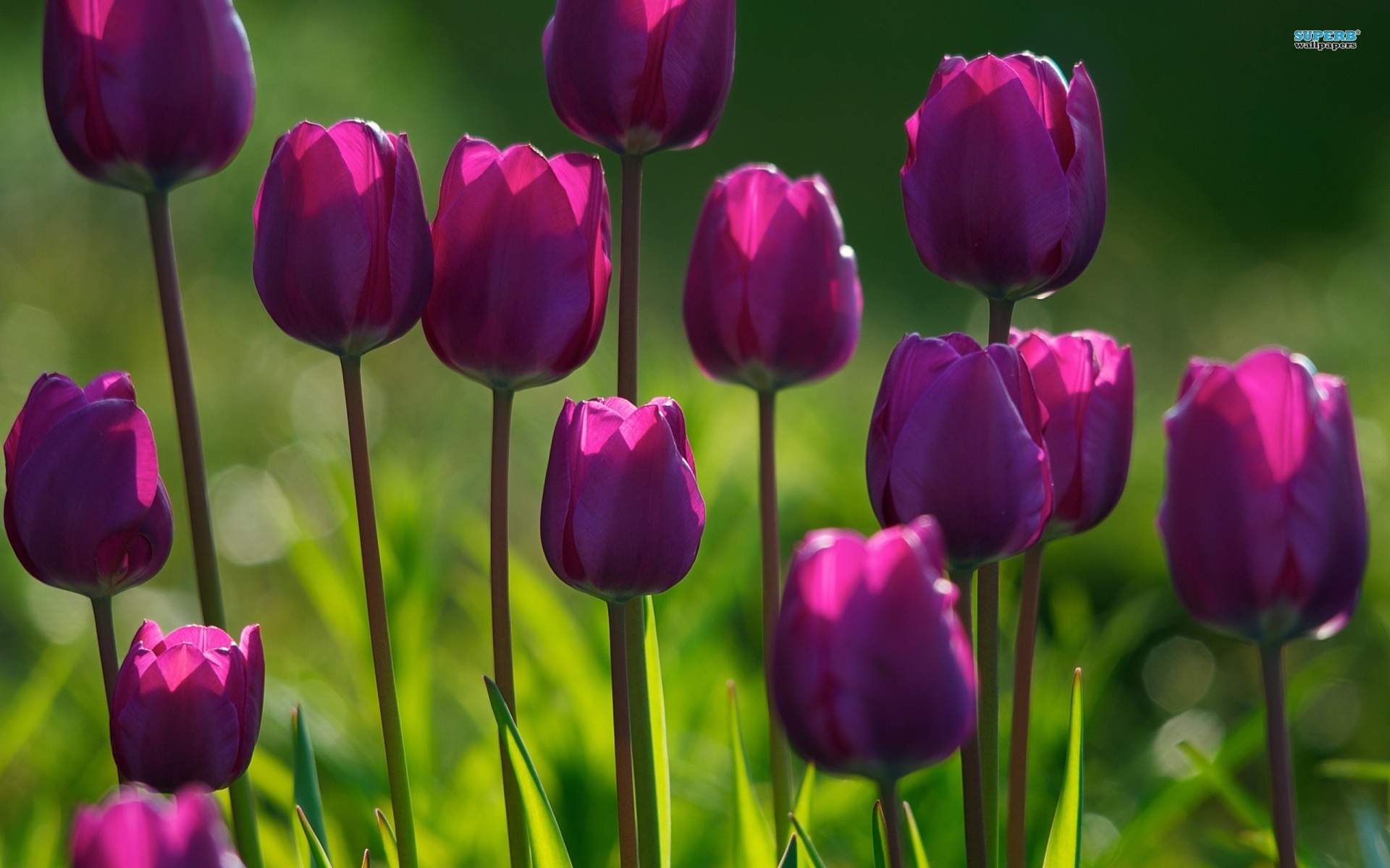 Flowers Tulips Purple