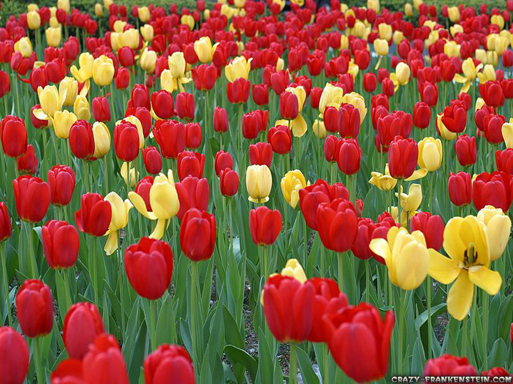 Wallpaper: Red yellow Tulips on park ave