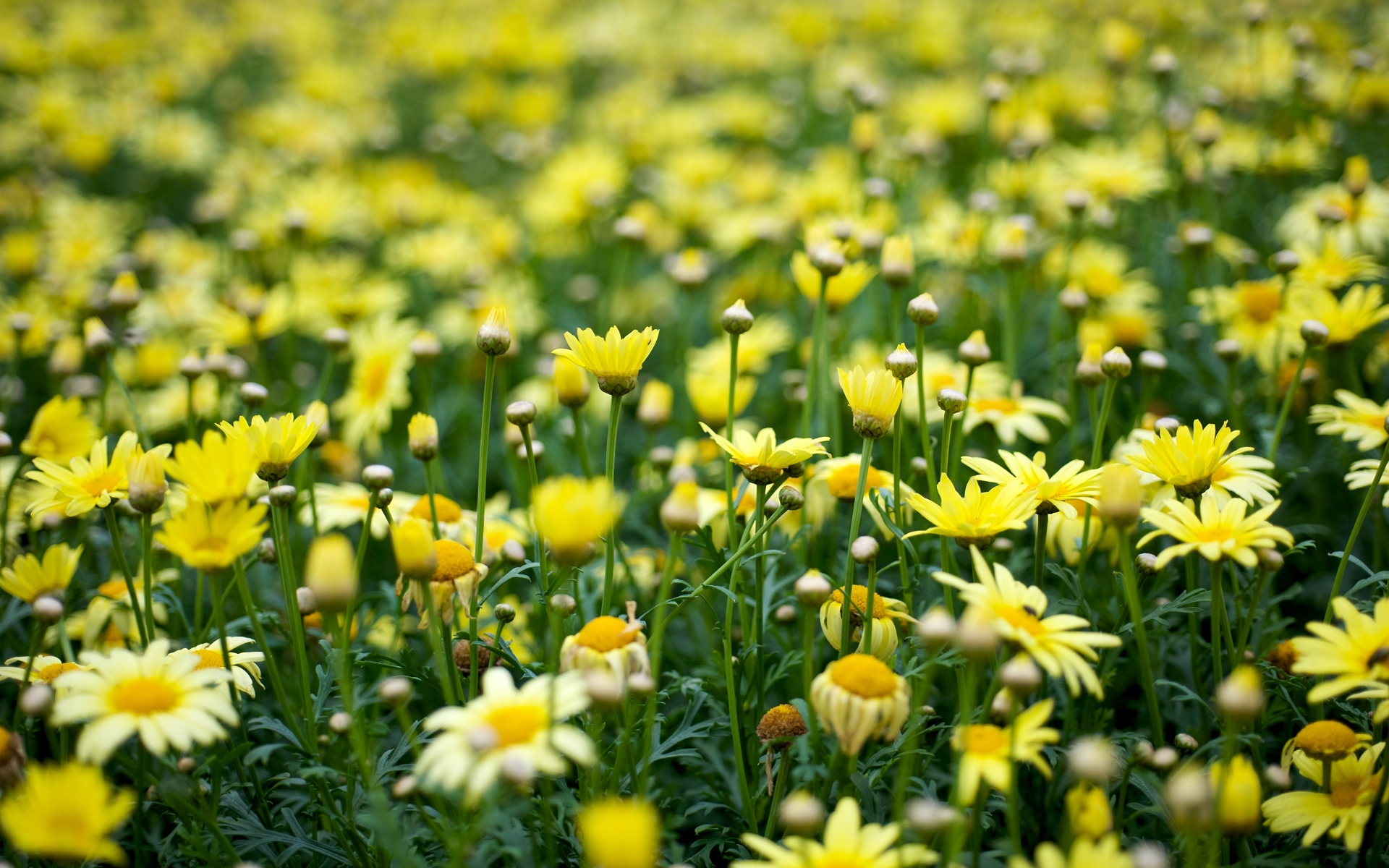 Flowers yellow