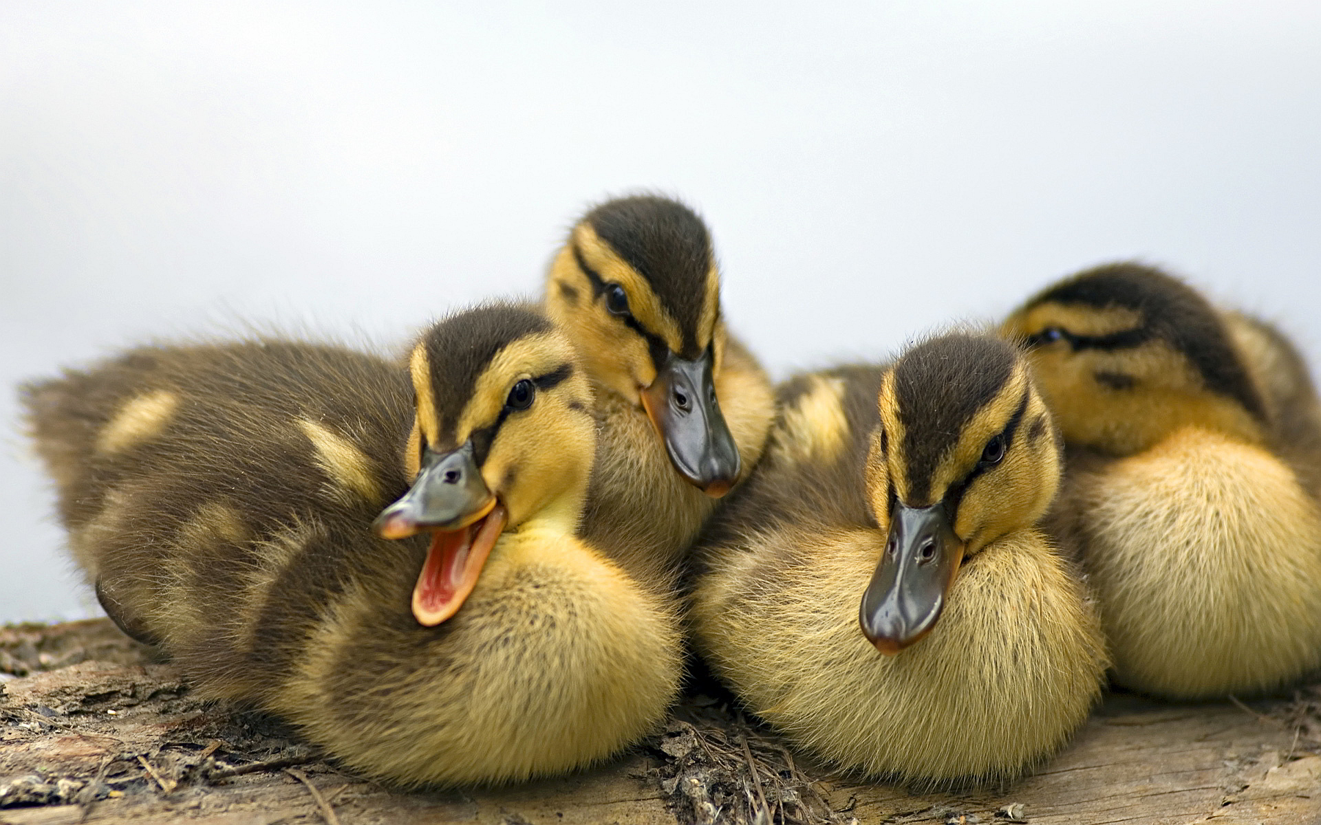 Fluffy ducklings