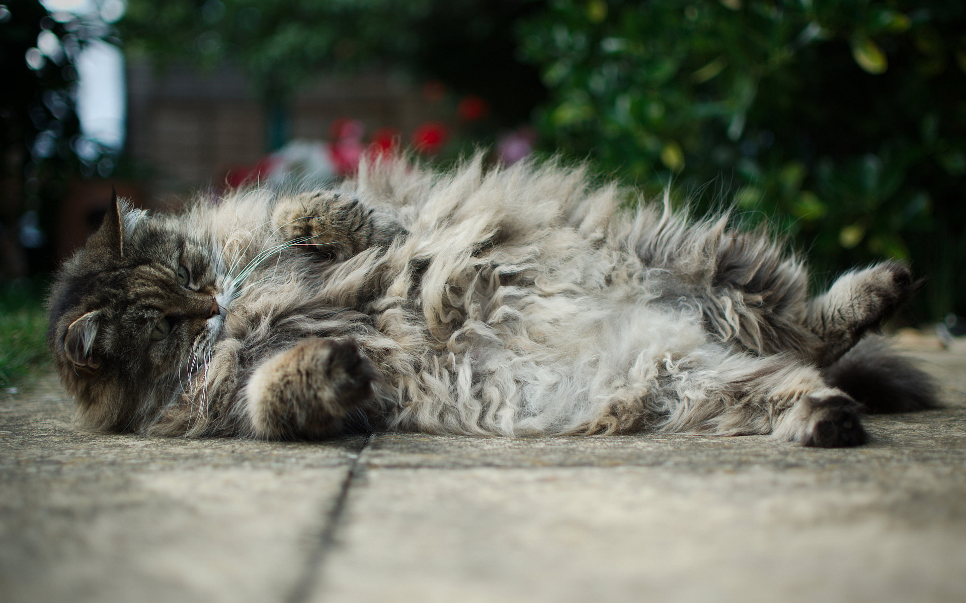 Fluffy fuzzy cat Wallpapers Pictures Photos Images. «