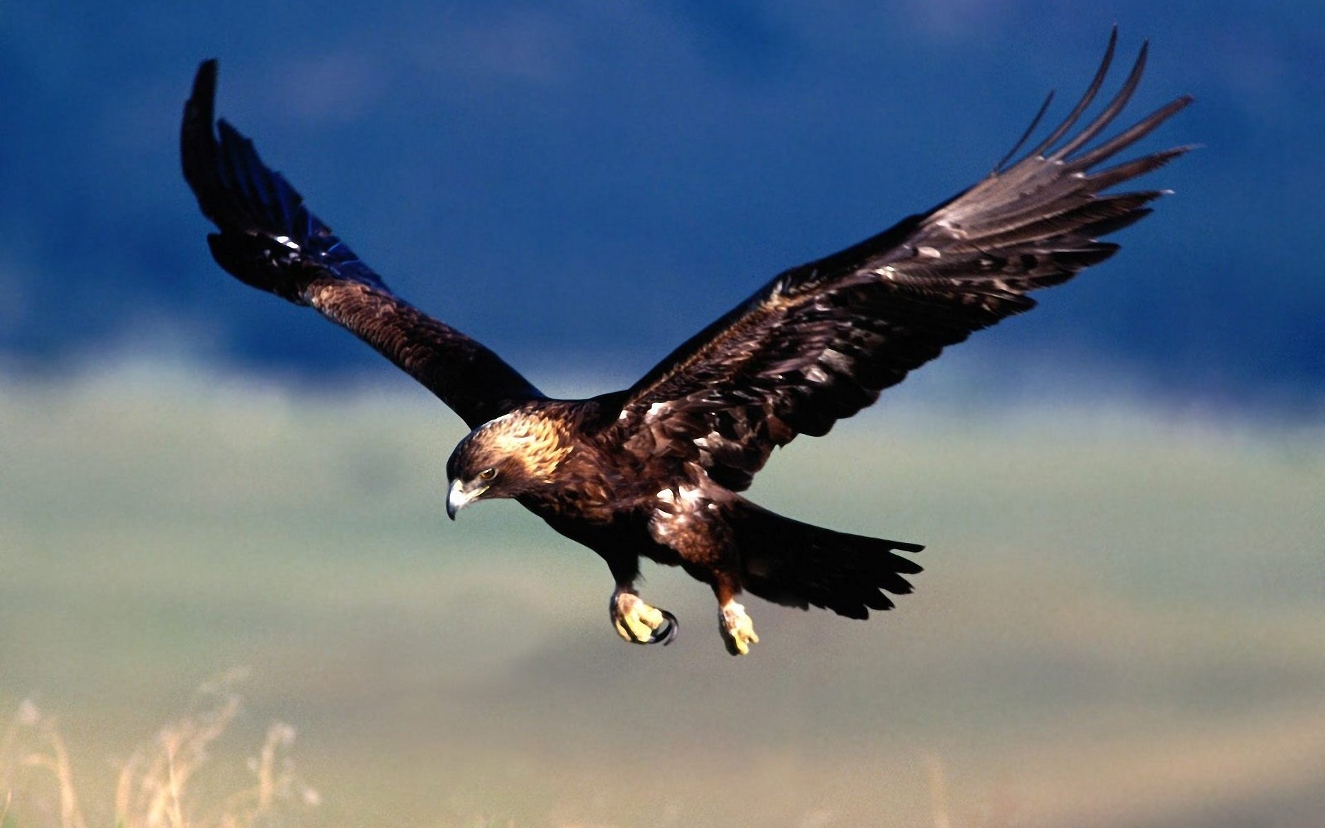 Flying hawk