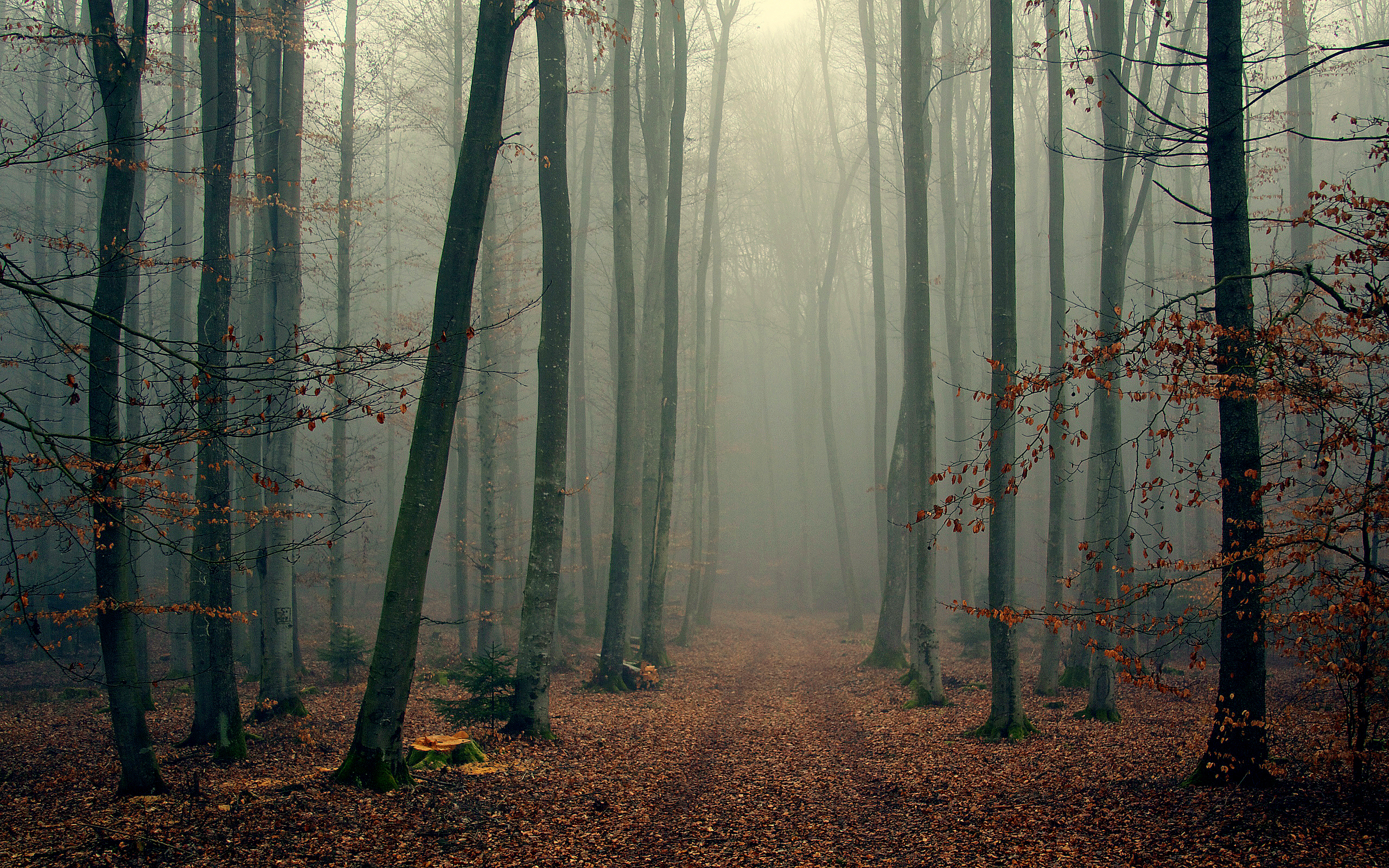 fogy forrest hd wallpapers cool desktop background images download free wallpapers