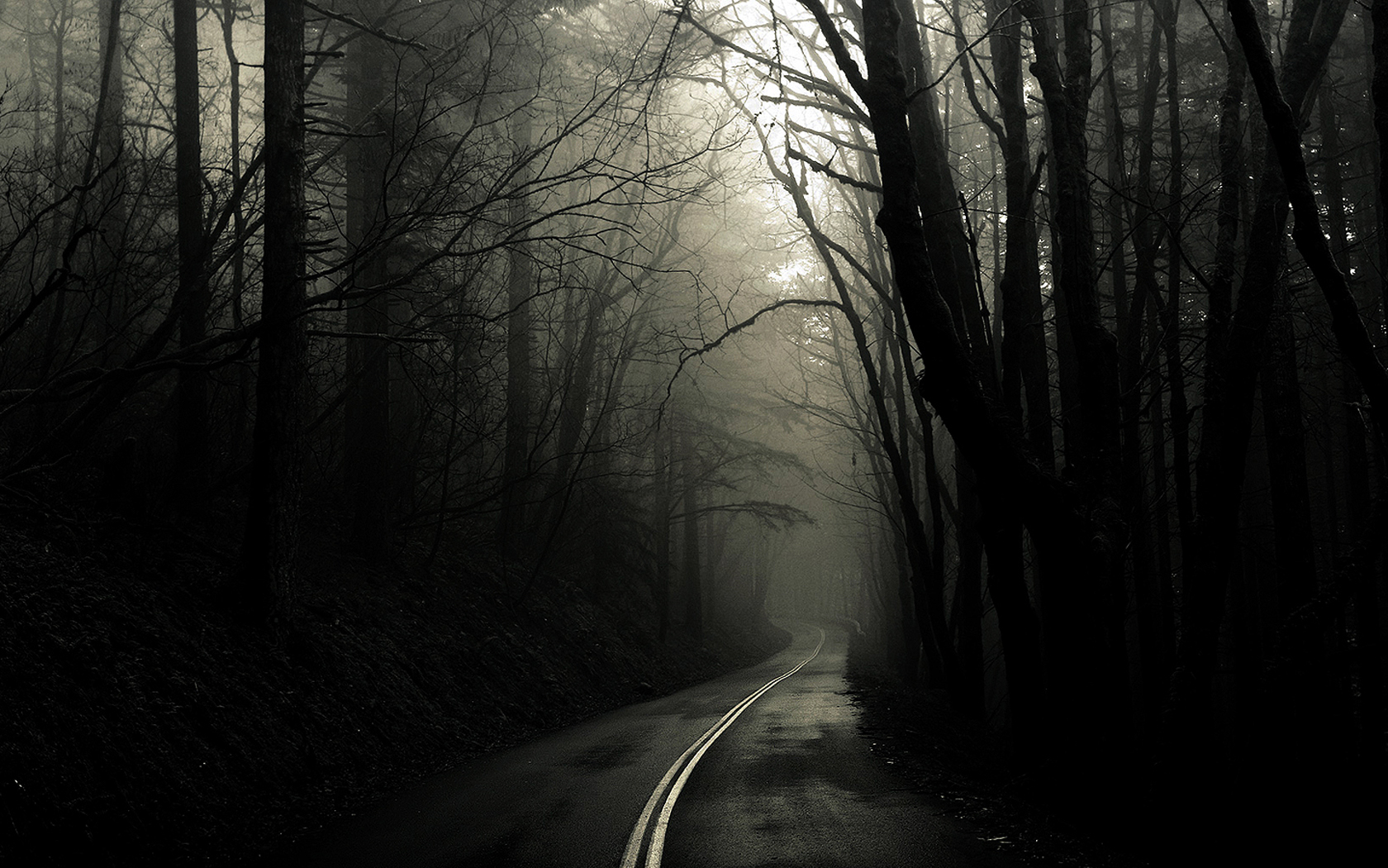 Foggy Forest Road