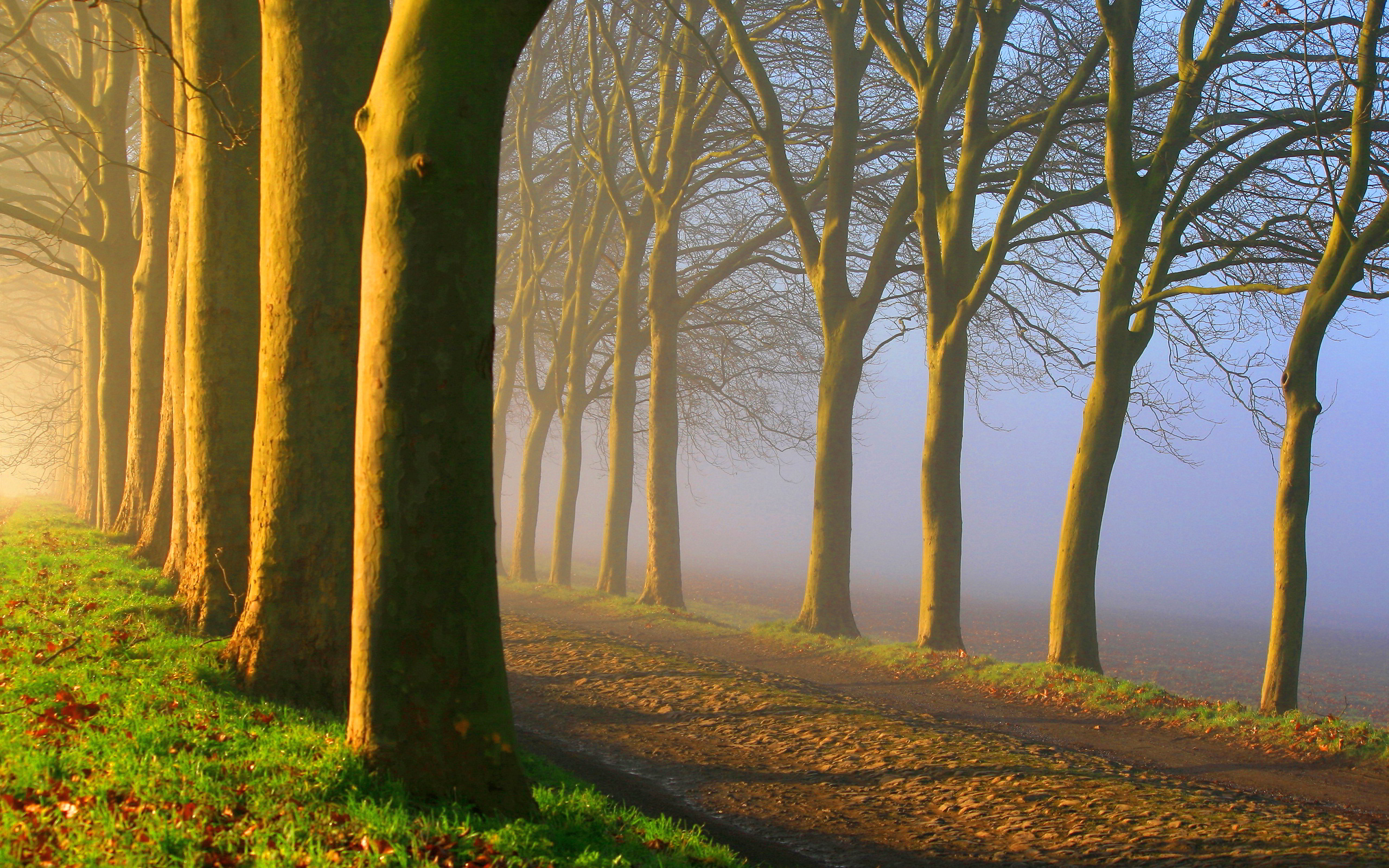 Foggy road sunrise Wallpapers Pictures Photos Images. «